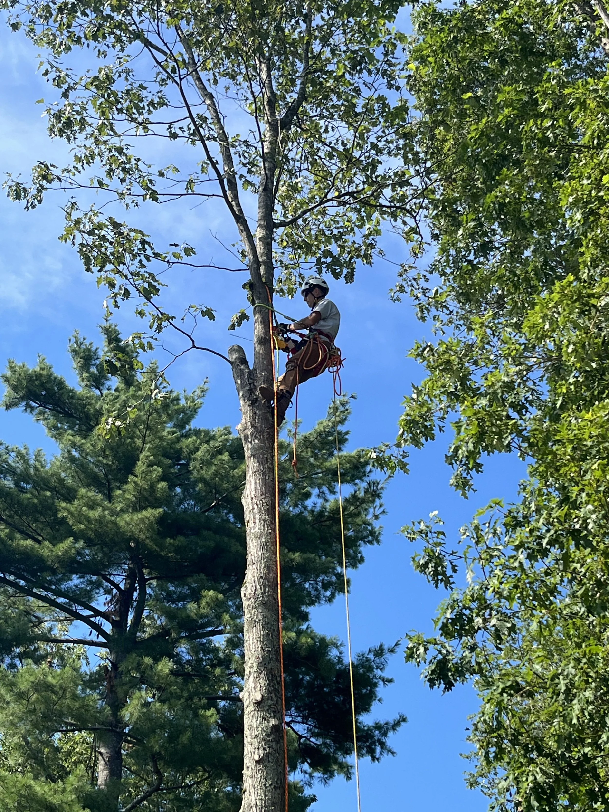 A person in safety gear, including a helmet and harness, is climbing and working on a tall tree with green leaves, against a clear blue sky.