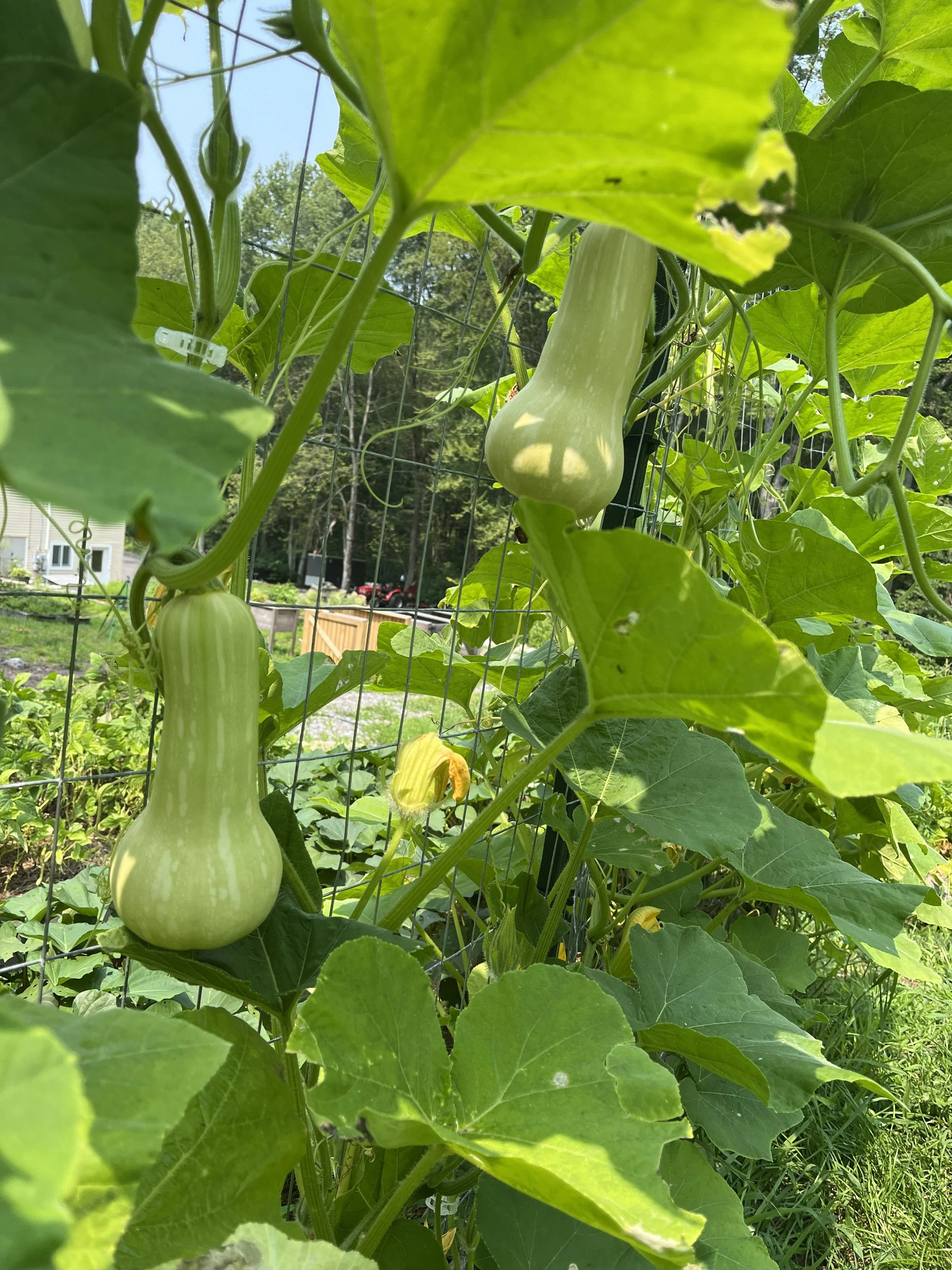 Two butternut squash growing on a vine supported by a trellis in a garden, surrounded by green leaves and sunlight.