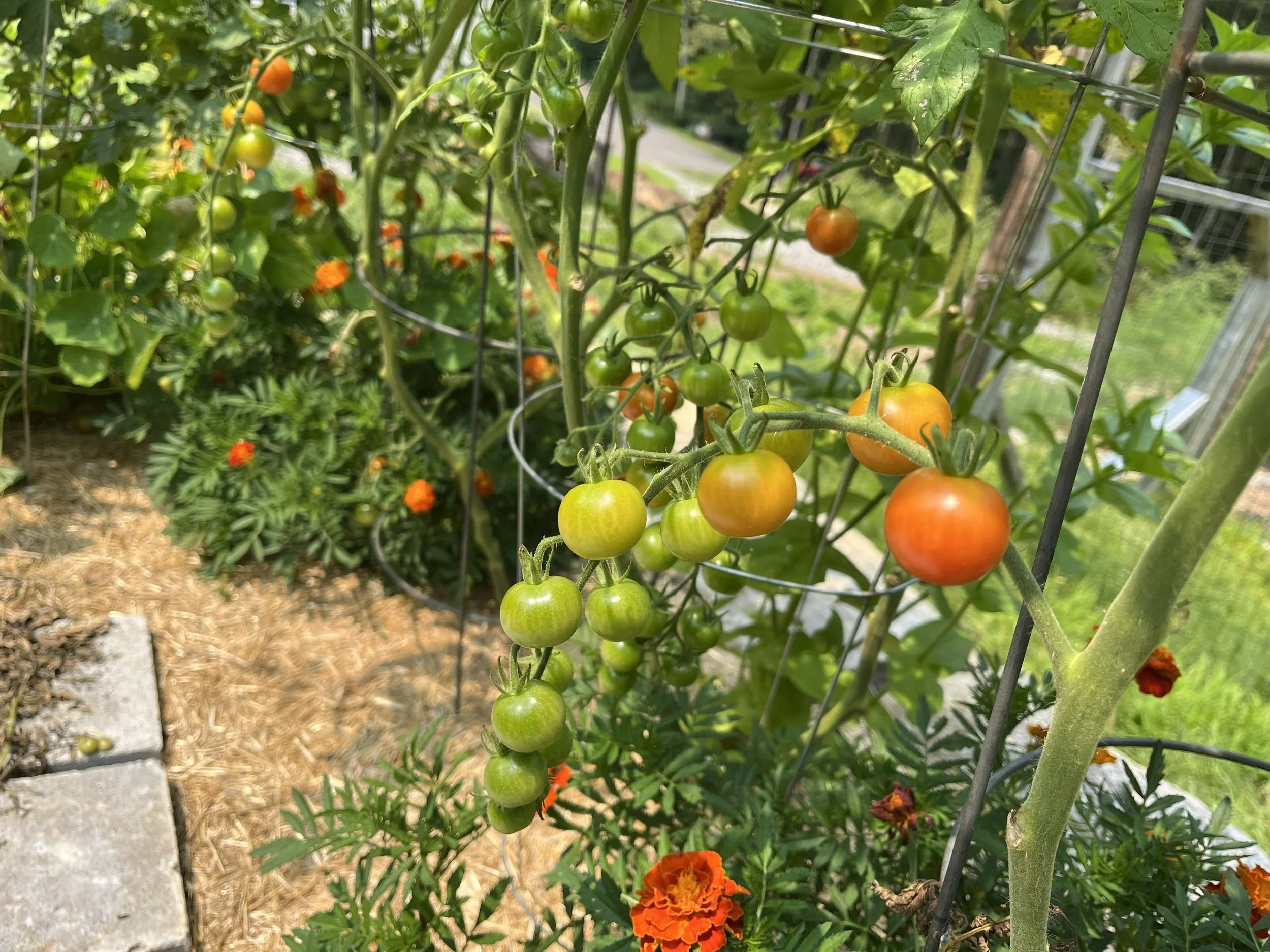 Cluster of cherry tomatoes in different stages of ripeness growing on a vine in a garden.