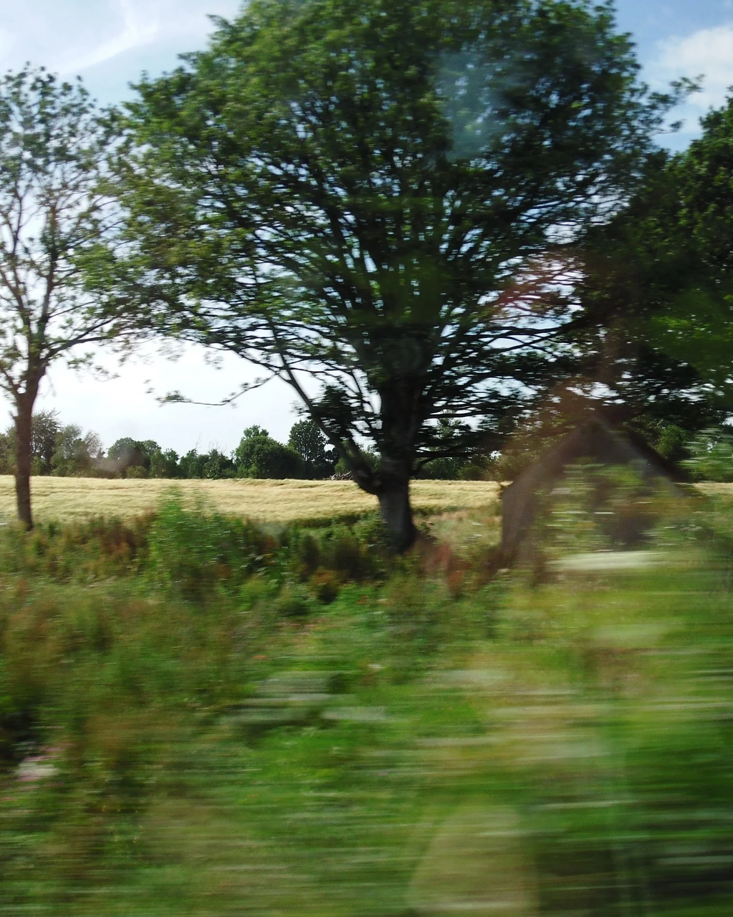 Blurry photo of a tree and grassy field taken from a moving vehicle.