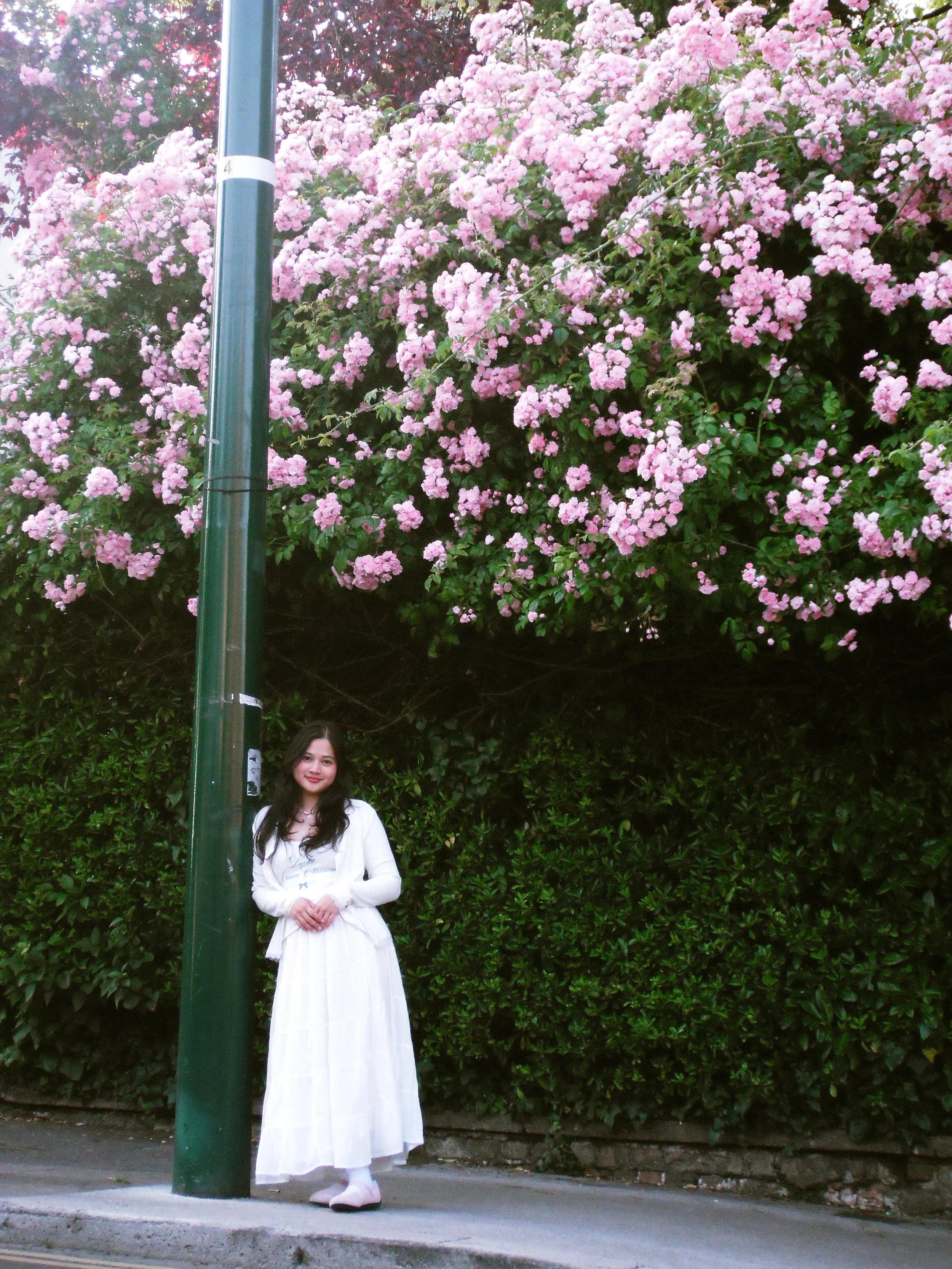 A woman in a long white dress standing next to a green street pole, with pink flowering tree and dark green bushes in the background.