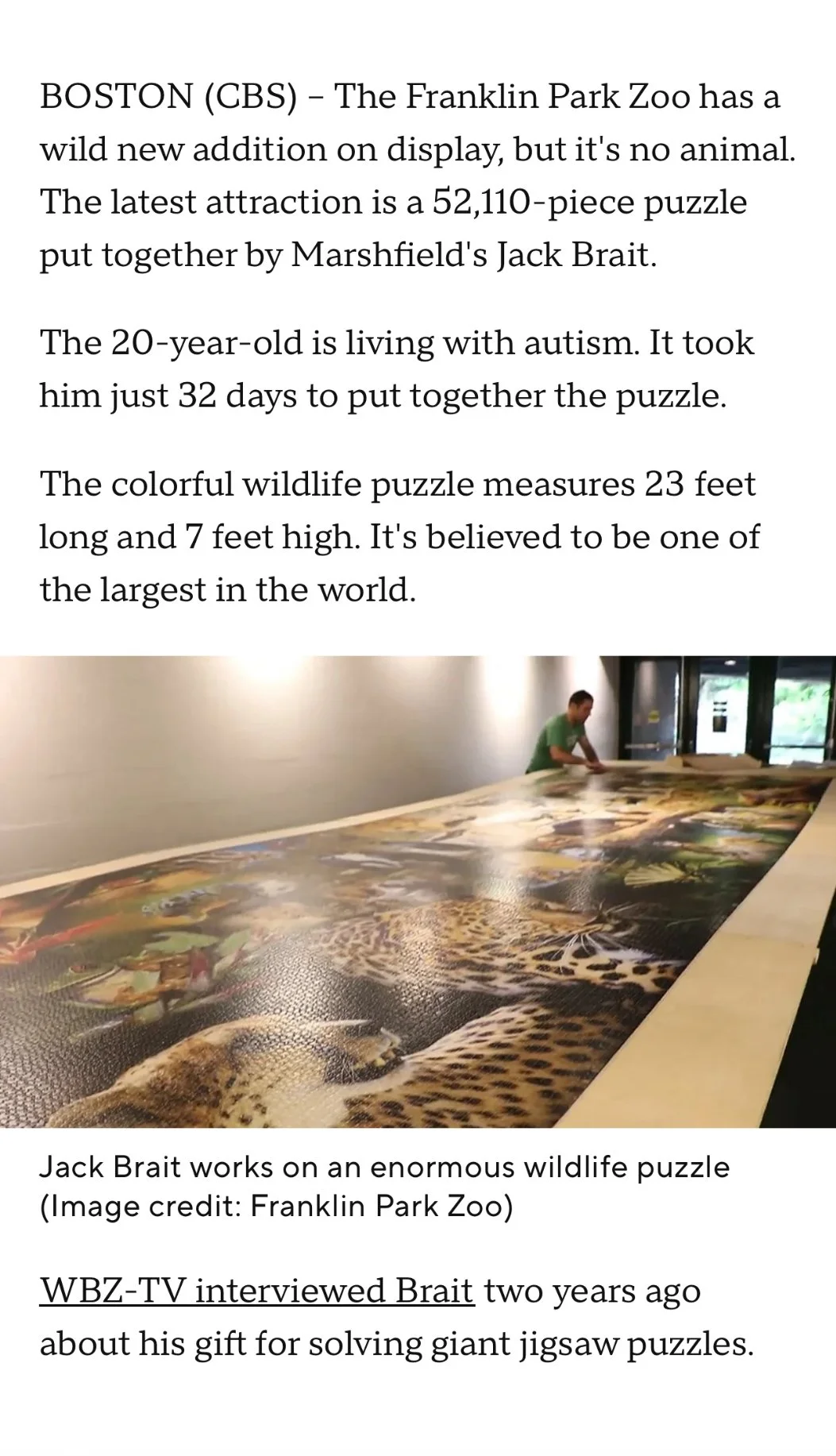 CBS news article about Jack Brait, aka Jack Of Puzzles, and the 52,110 piece puzzle by MartinPuzzle at the Franklin Park Zoo in Boston, MA. B