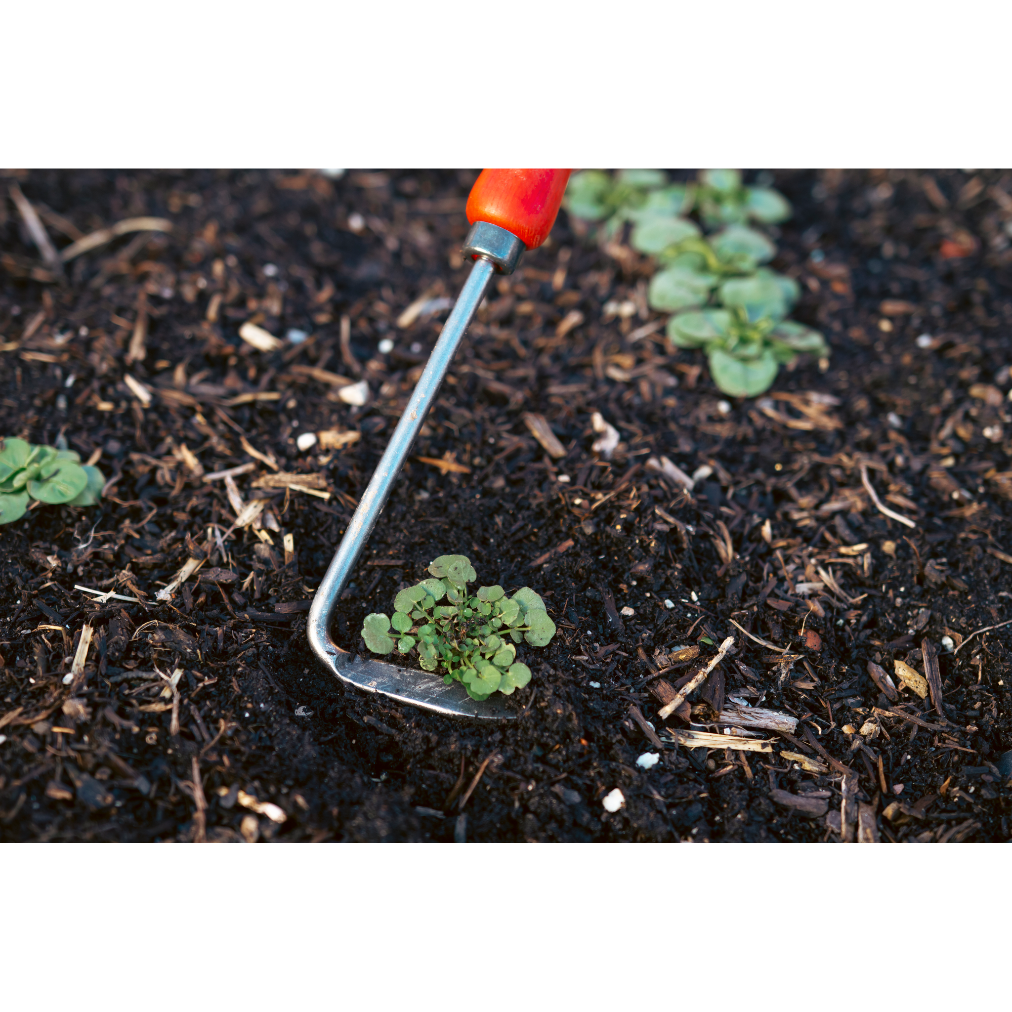 Square_packshots_PNG-FELCO 421_gardening_2023.png
