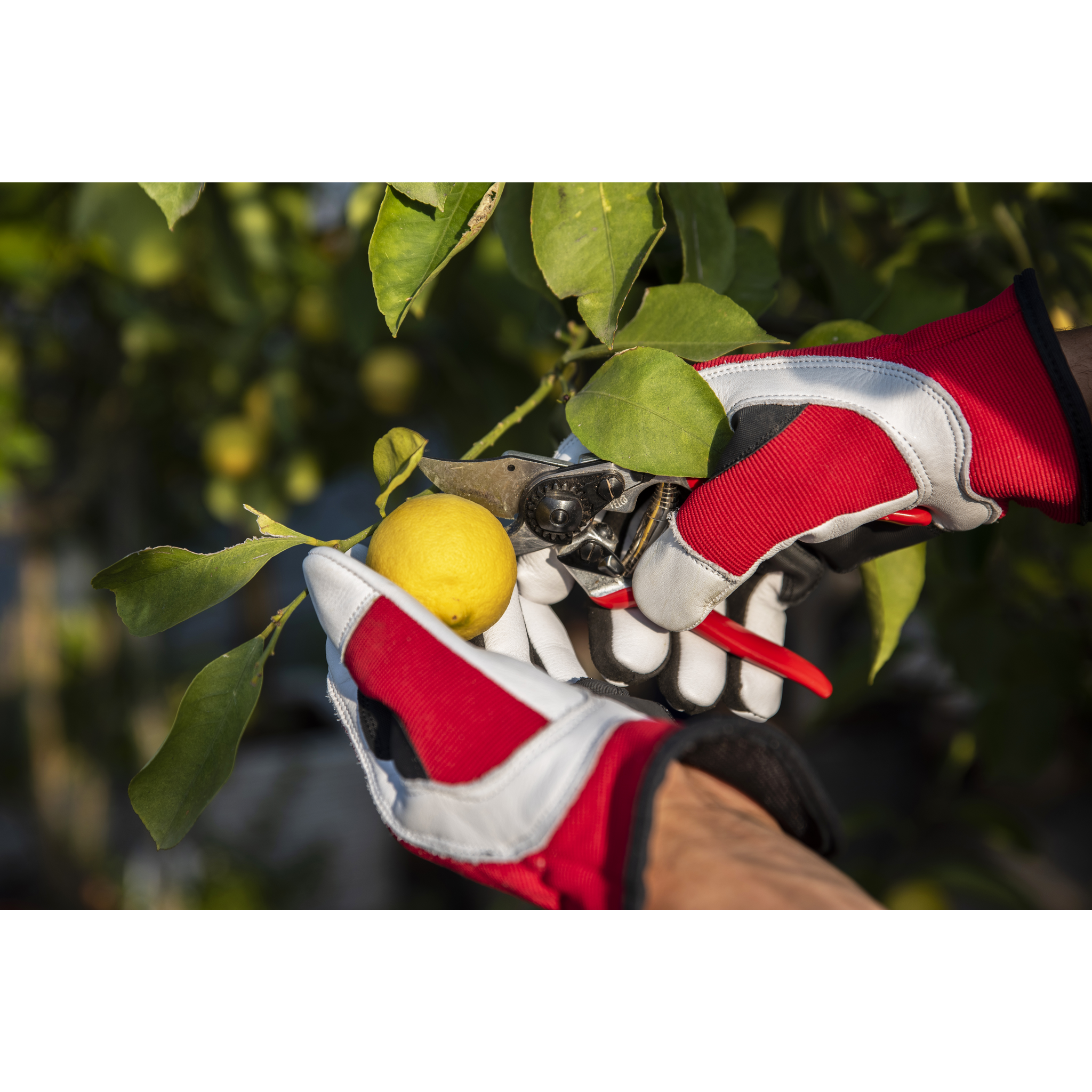 Square_packshots_PNG-FELCO+14-2.png