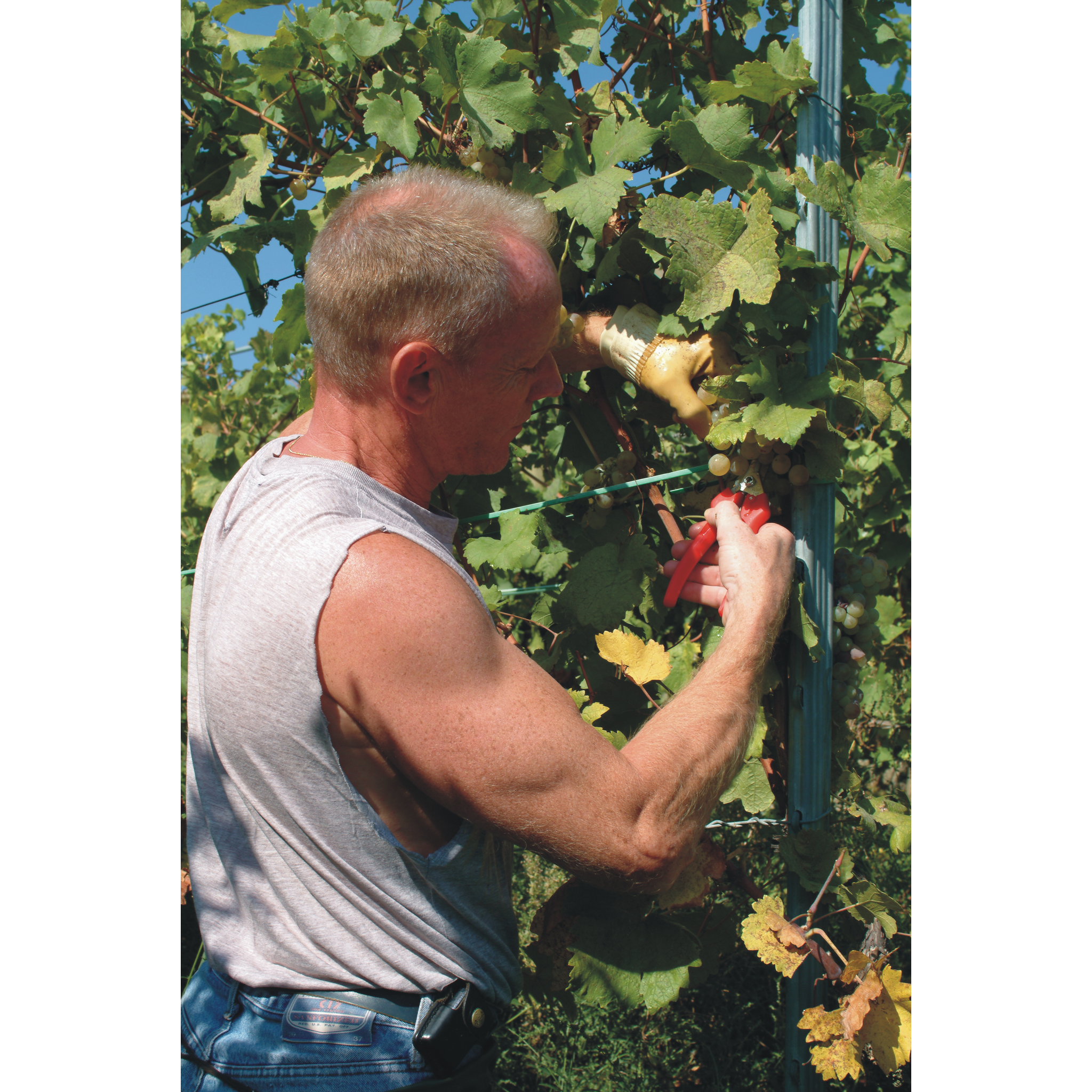Square_packshots_PNG-FELCO+310_VITICULTURE_In_Use_1.png