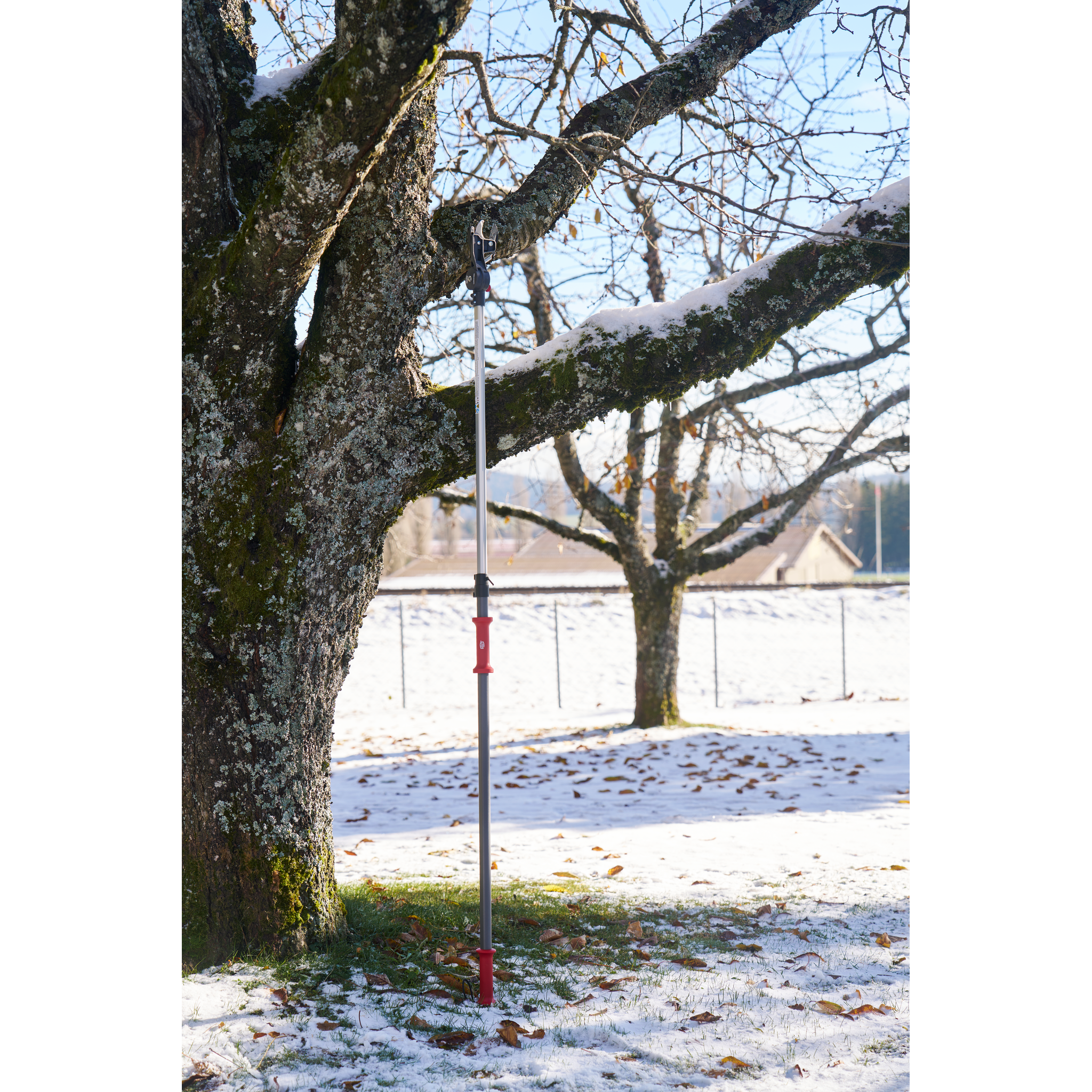 Sicht auf einen Baum im Winter mit Schneebedecktem Boden, an dem eine lange, abstützende Leiter lehnt.