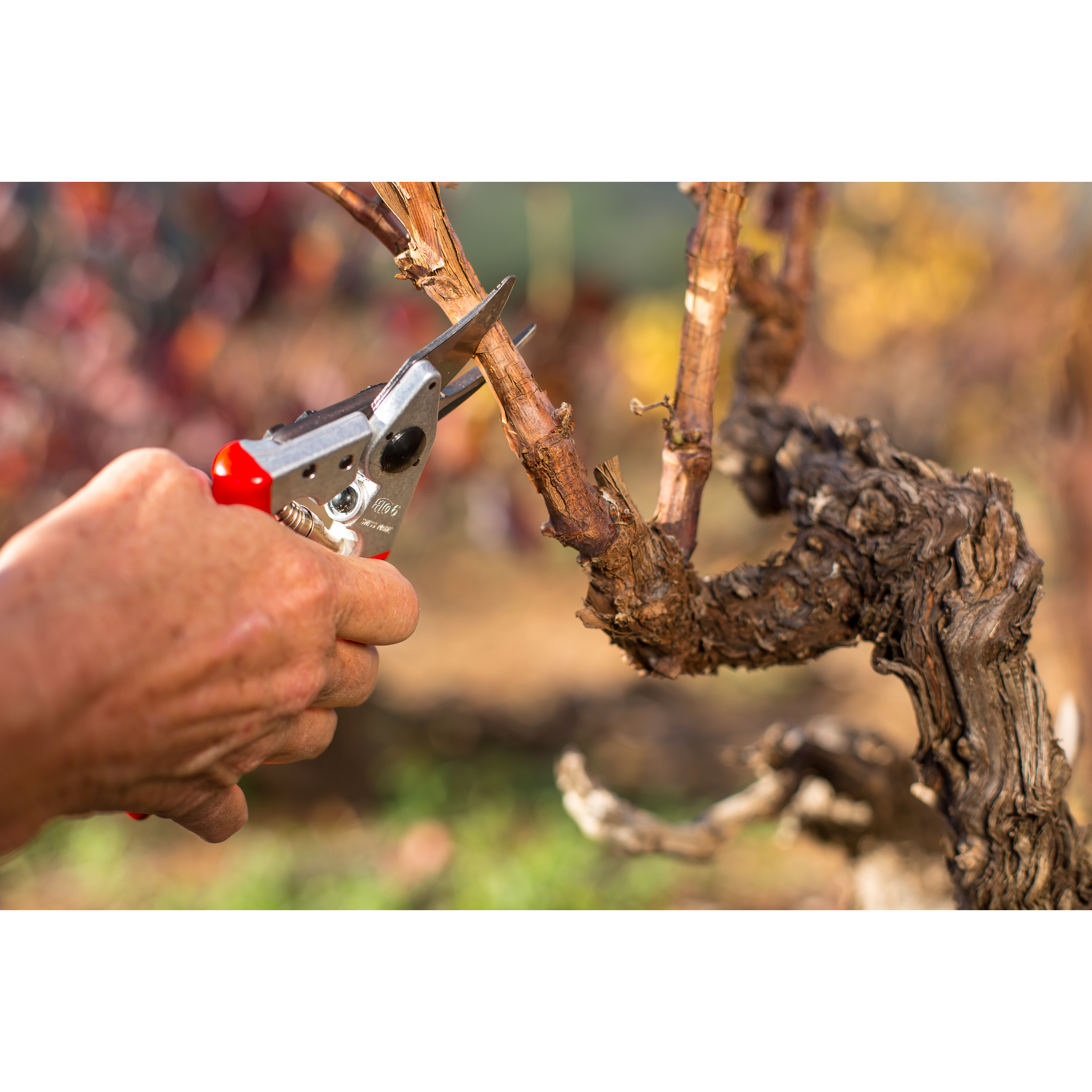 Square_packshots_PNG-FELCO 6-1.png