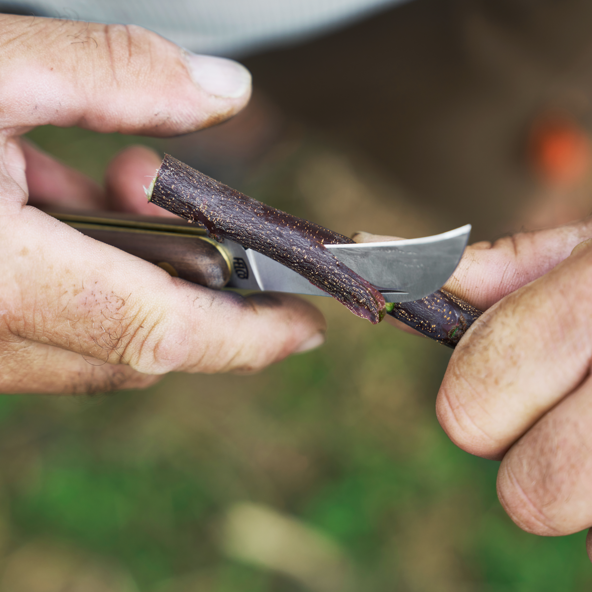 Nahaufnahme von Händen, die eine scharfe Klinge benutzen, um eine dunkel braune Wurzel oder Knolle, wahrscheinlich eine Yamswurzel, zu schneiden.