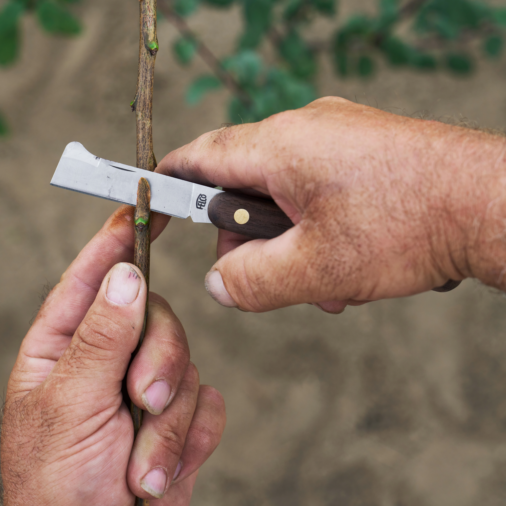 Gärtner schneidet einen kleinen Ast an einem Rebstock mit einem Messer.