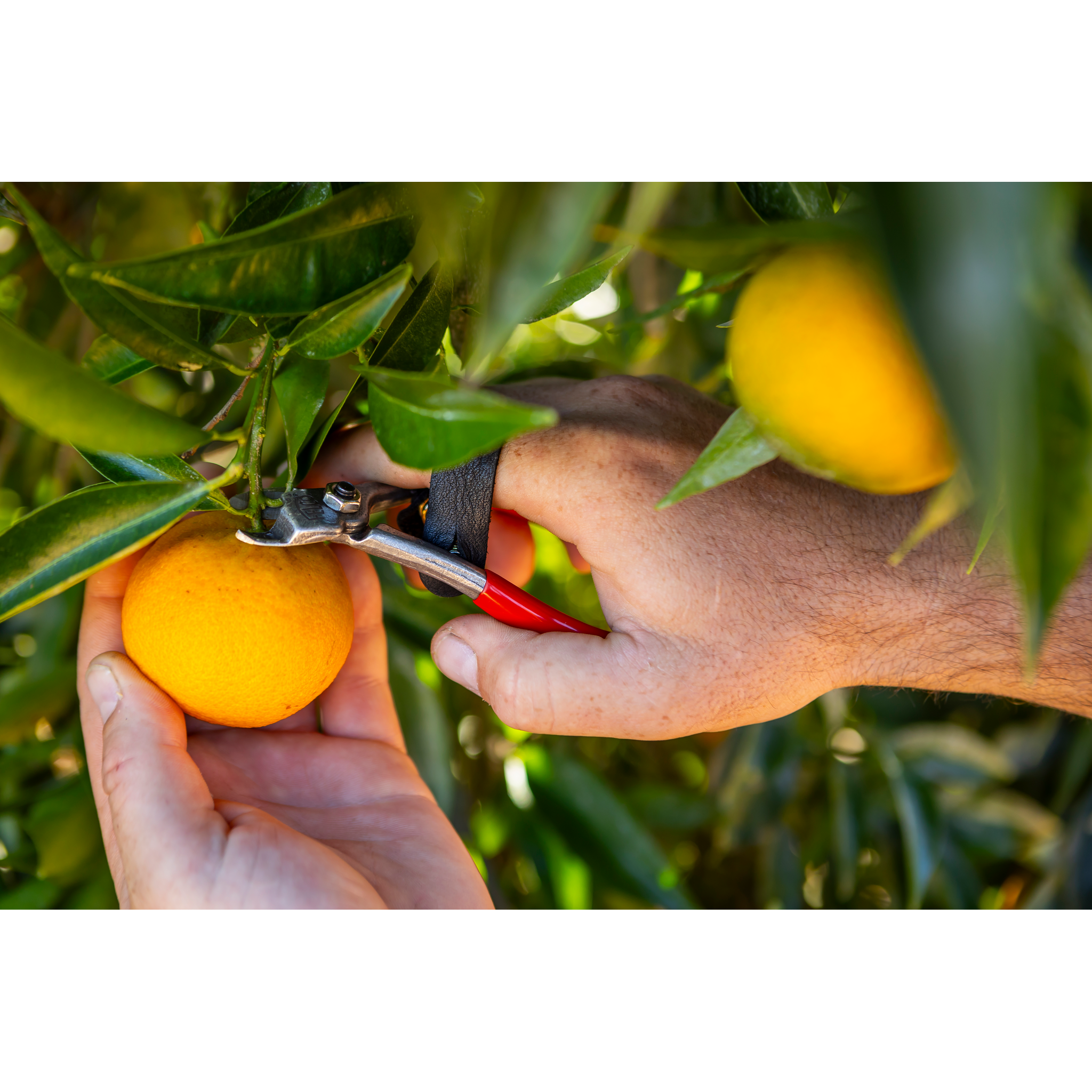 SHOPIFY spareparts-FELCO 330_14.png