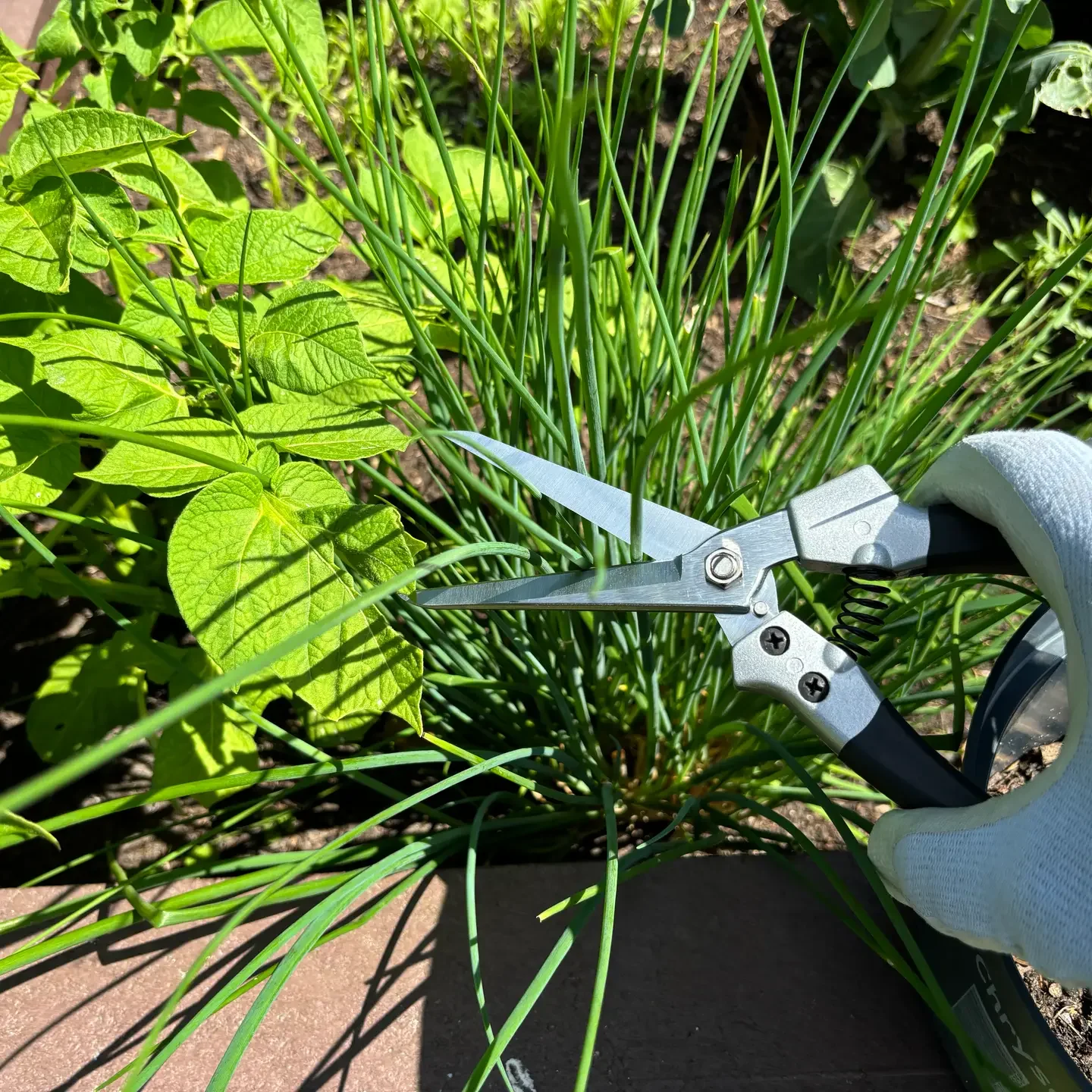 Person schneidet grüne Pflanzen mit Astschere im Garten.