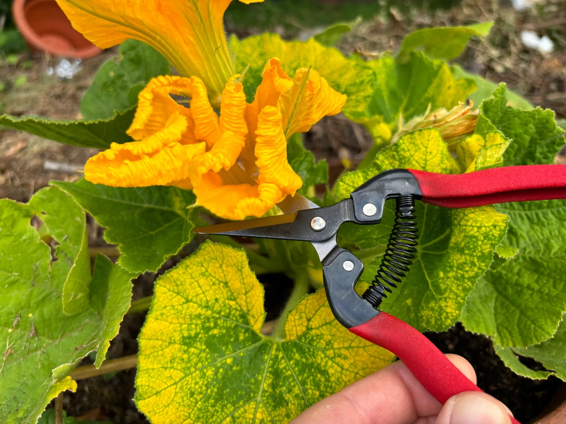Hand hält eine Gartenschere vor einer Kürbispflanze mit gelben und grünen Blättern und einer gelben Blüte.
