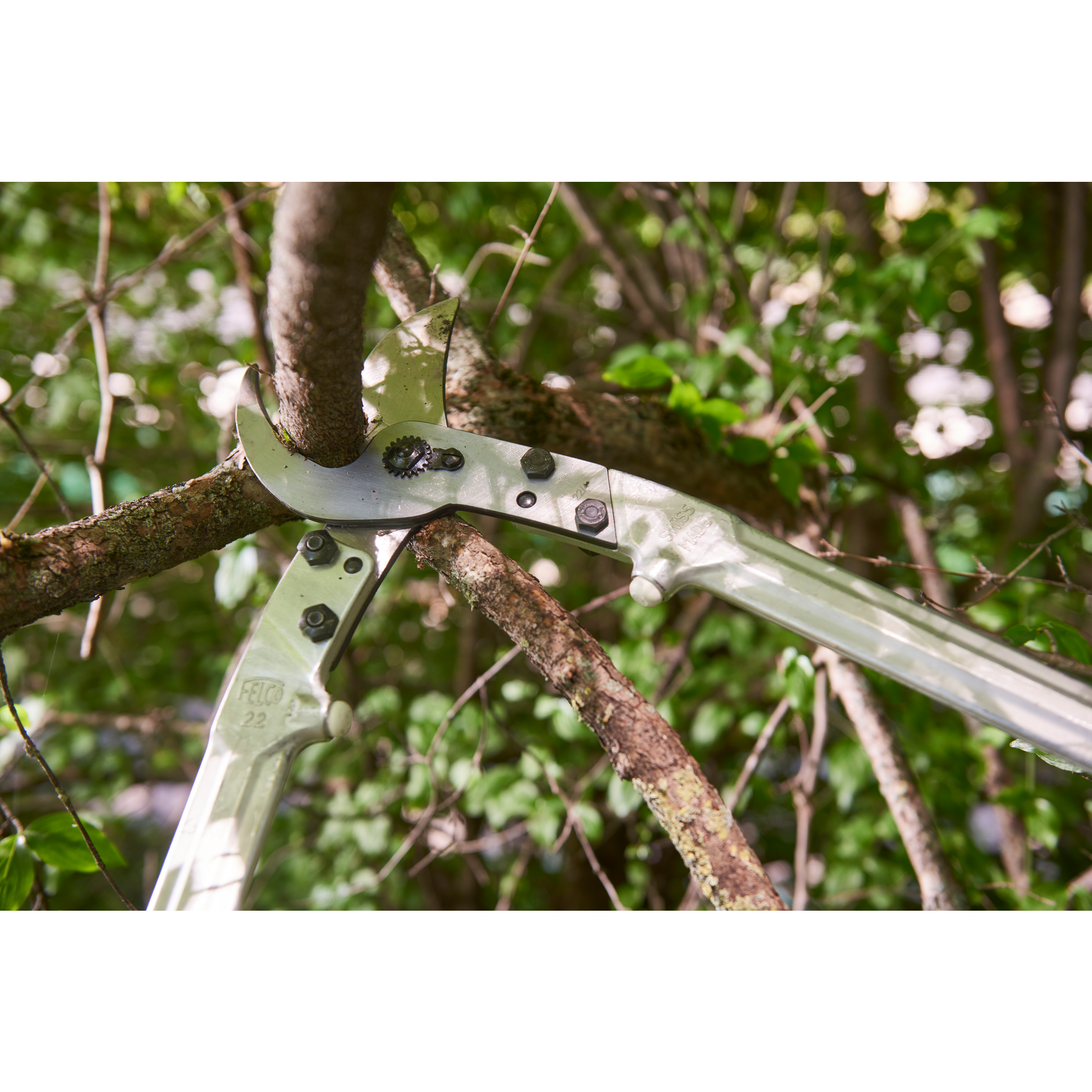 Baumschere schneidet einen Ast in einem Baum mit grünen Blättern.