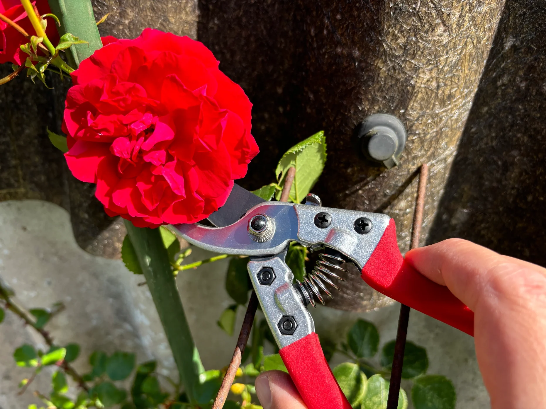 Hand hält Küpenzange, die eine rote Camellia-Blüte an einer Kletterpflanze abschneidet.