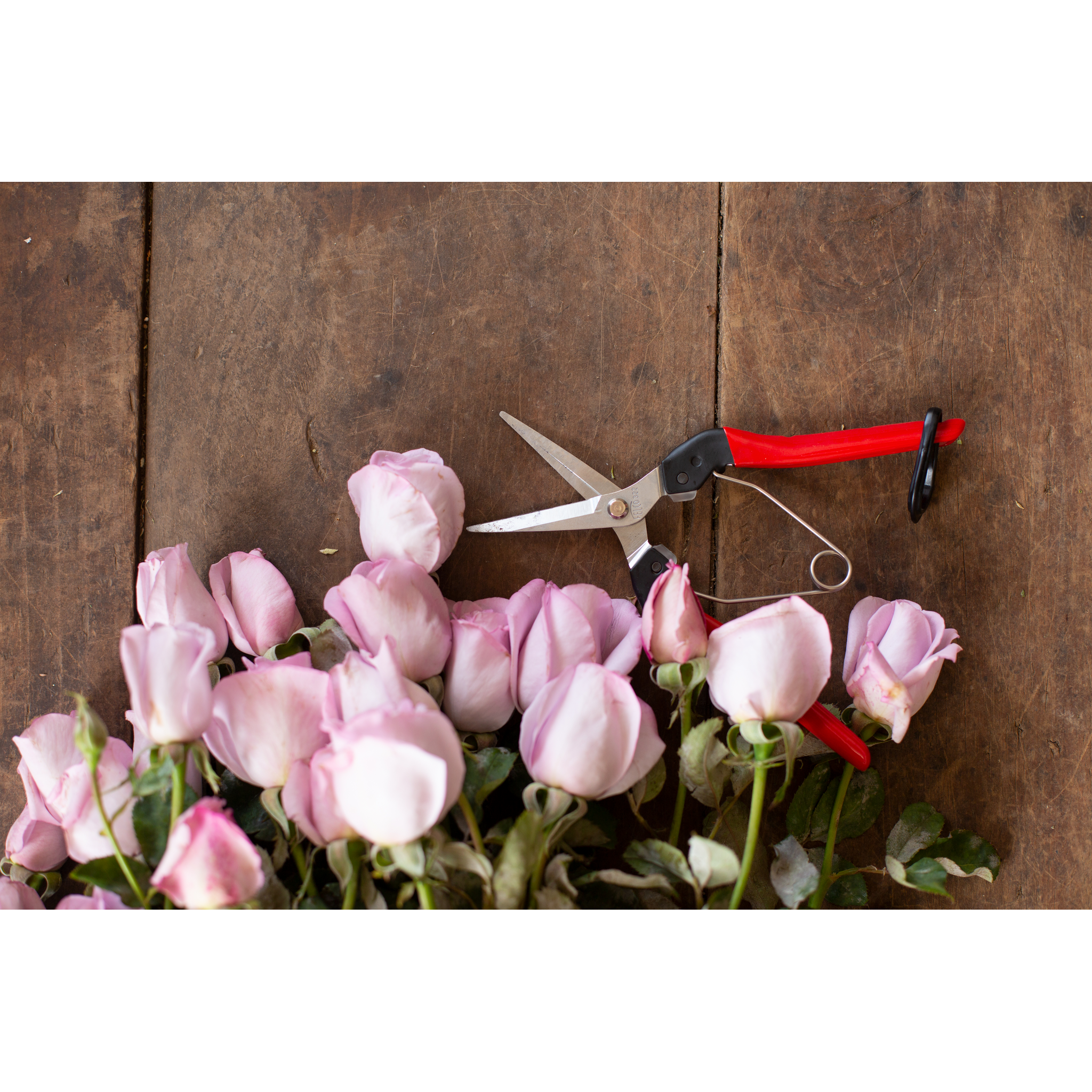 Square_packshots_PNG-FELCO 322 roses_2946.png