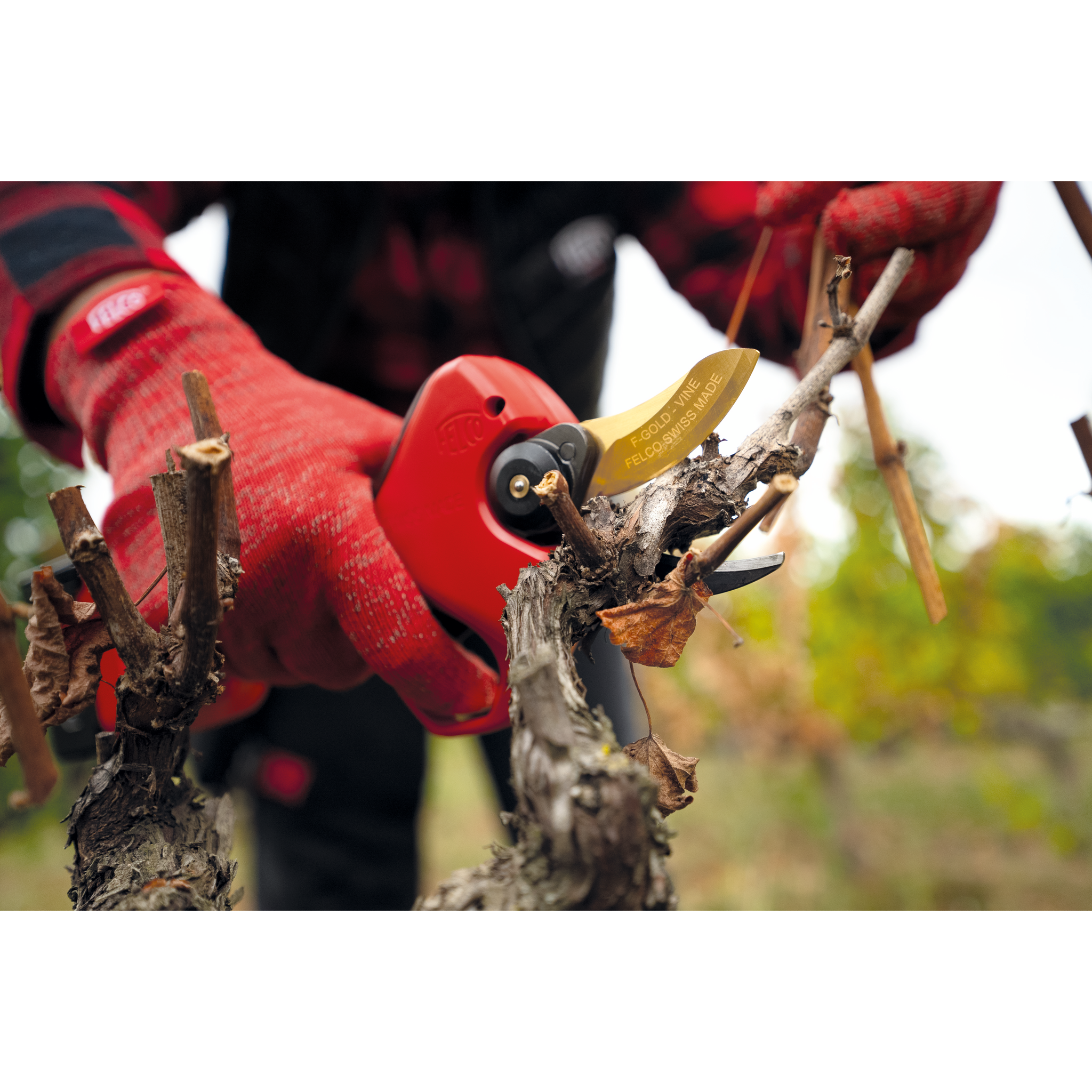 Person schneidet einen Weinstock mit einer rot-gelben Gartenschere in einem Weinberg.