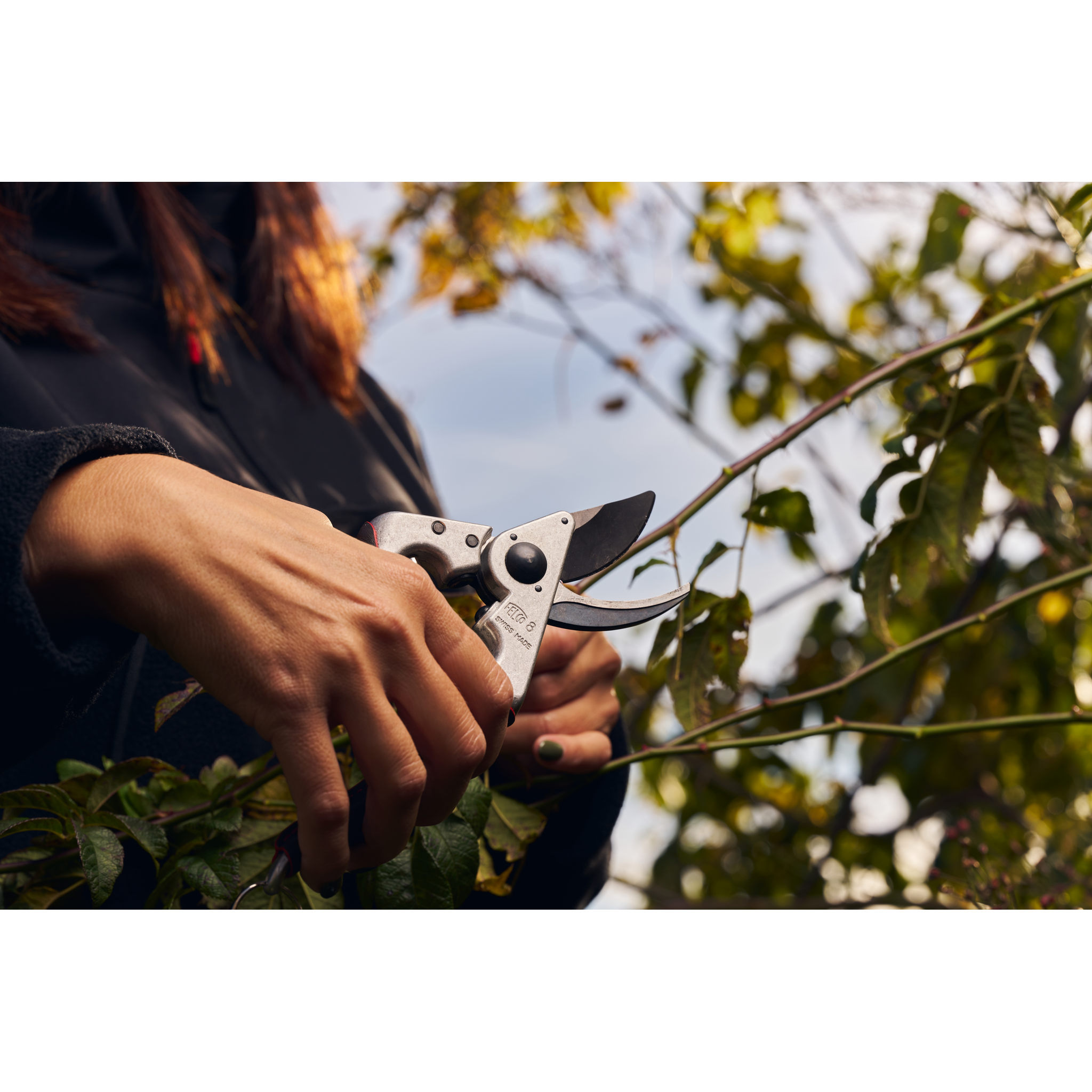 Die Hand einer Person schneidet Zweige einer Pflanze mit einer Gartenschere.