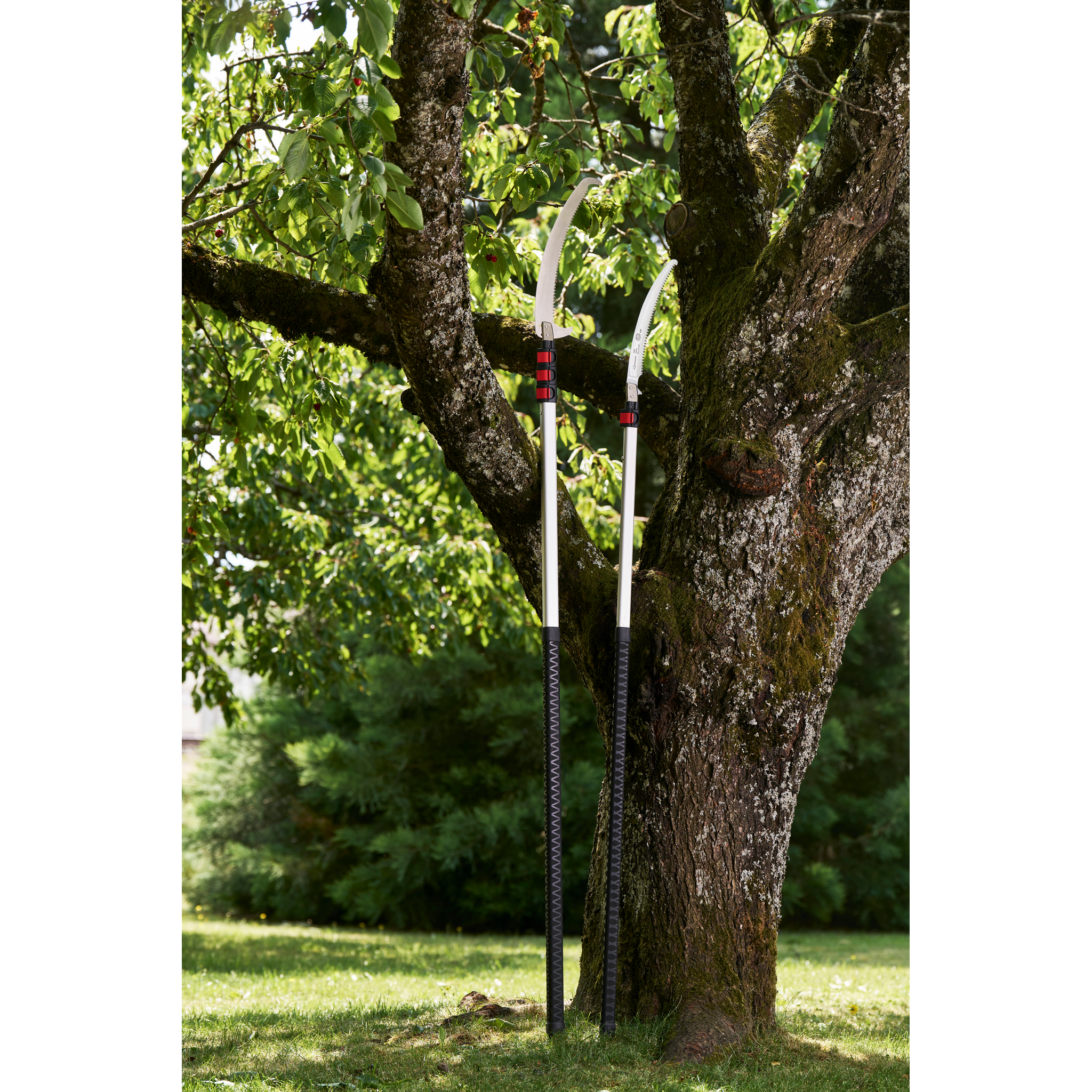 Zwei Hochgebirgsschinen mit scharfen Klingen, die in einem Baum hängen.