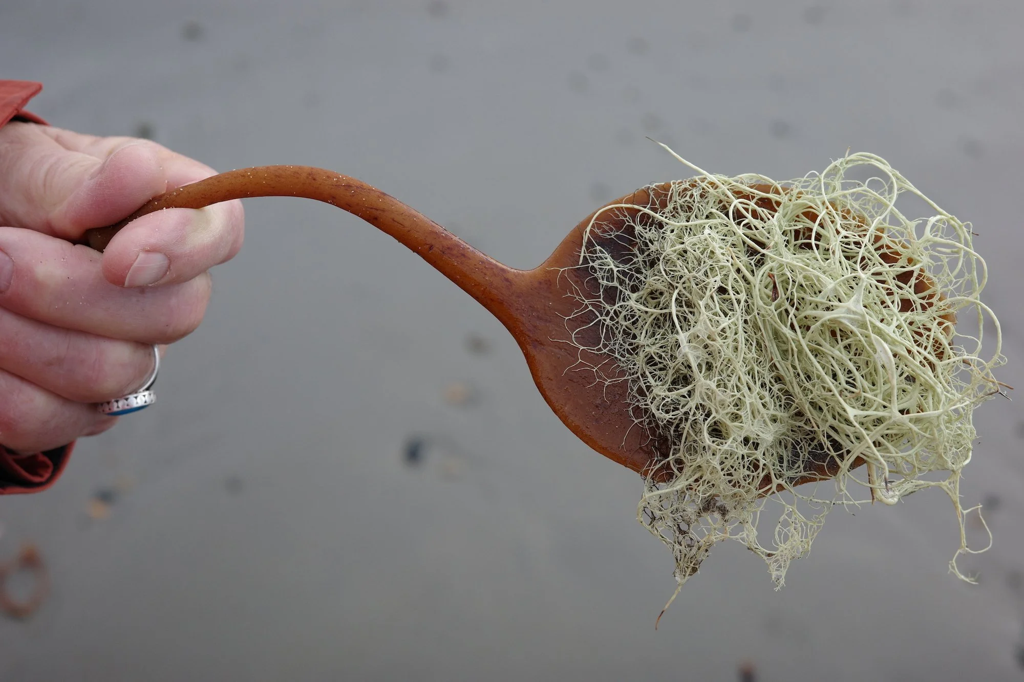 27 R0000043 copy.jpg