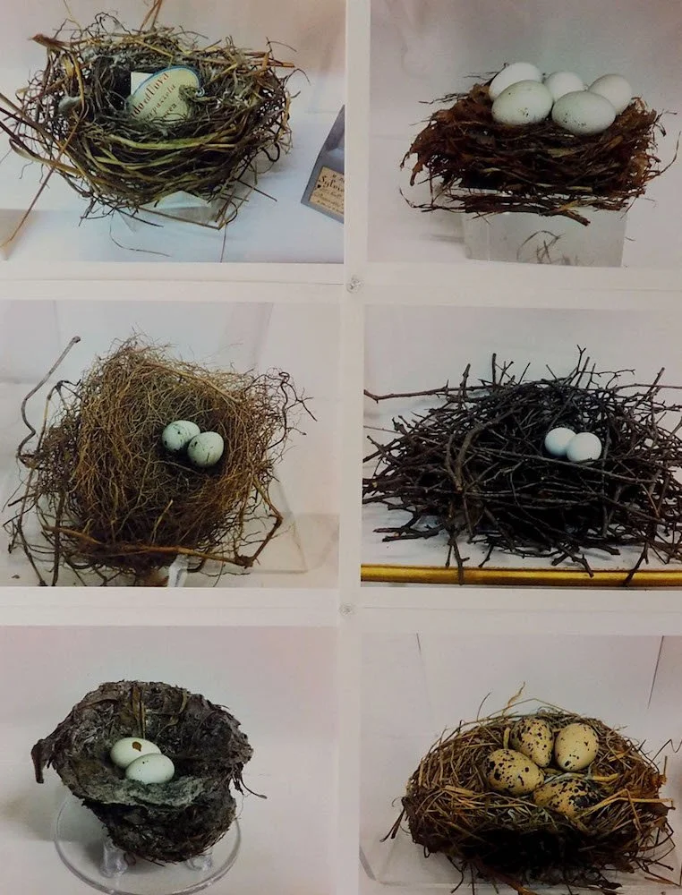 Nests .jpg