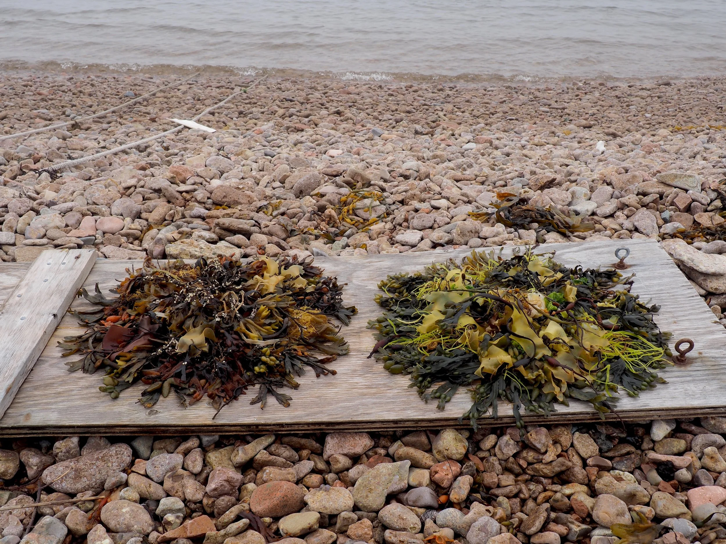 seaweed onsite.jpg