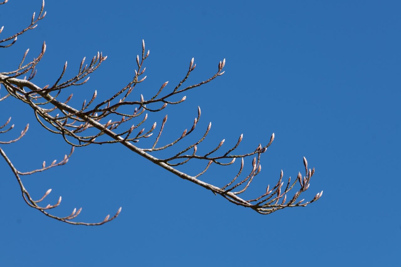 Great Strength ䷡ Spring Equinox