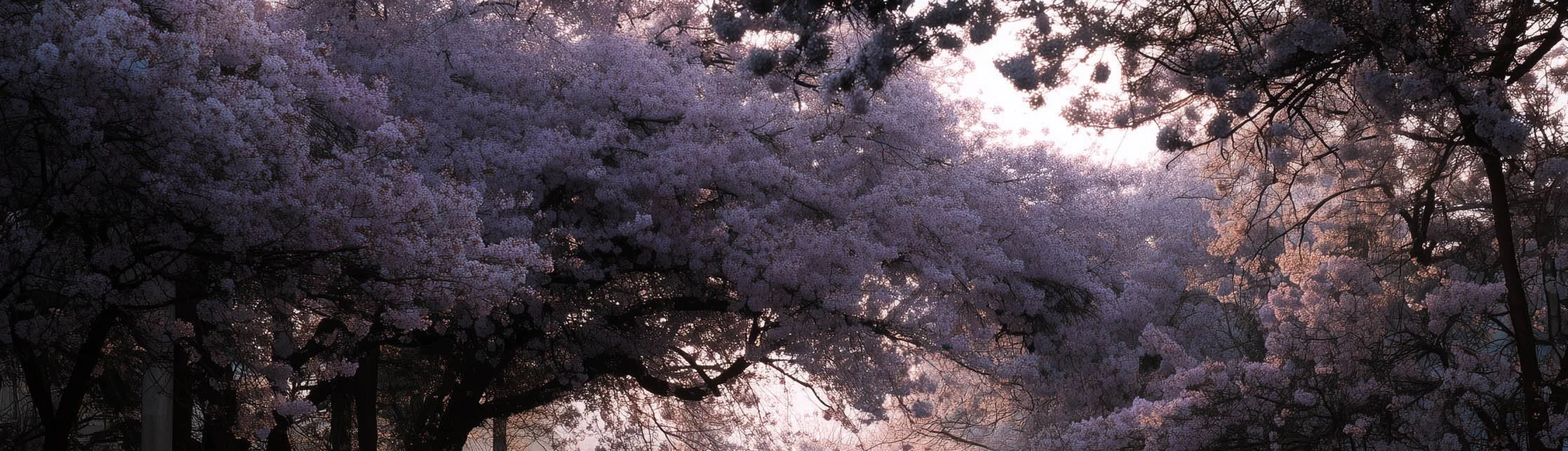 Spring, A Seasoned Surfer’s Guide