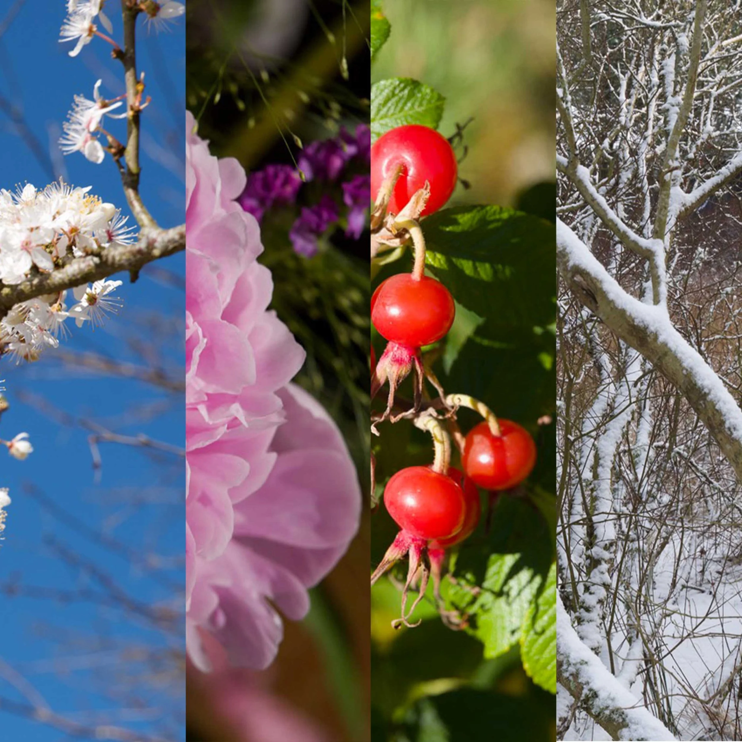 Time, Timing & The Timeless (2026) - 12 Month Course