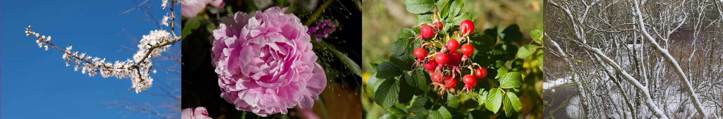 A collage of fourimages showing different seasons: blooming tree branches in spring, pink peony flower for summer, red berries on green leaves in autumn, and snow-covered trees in winter.