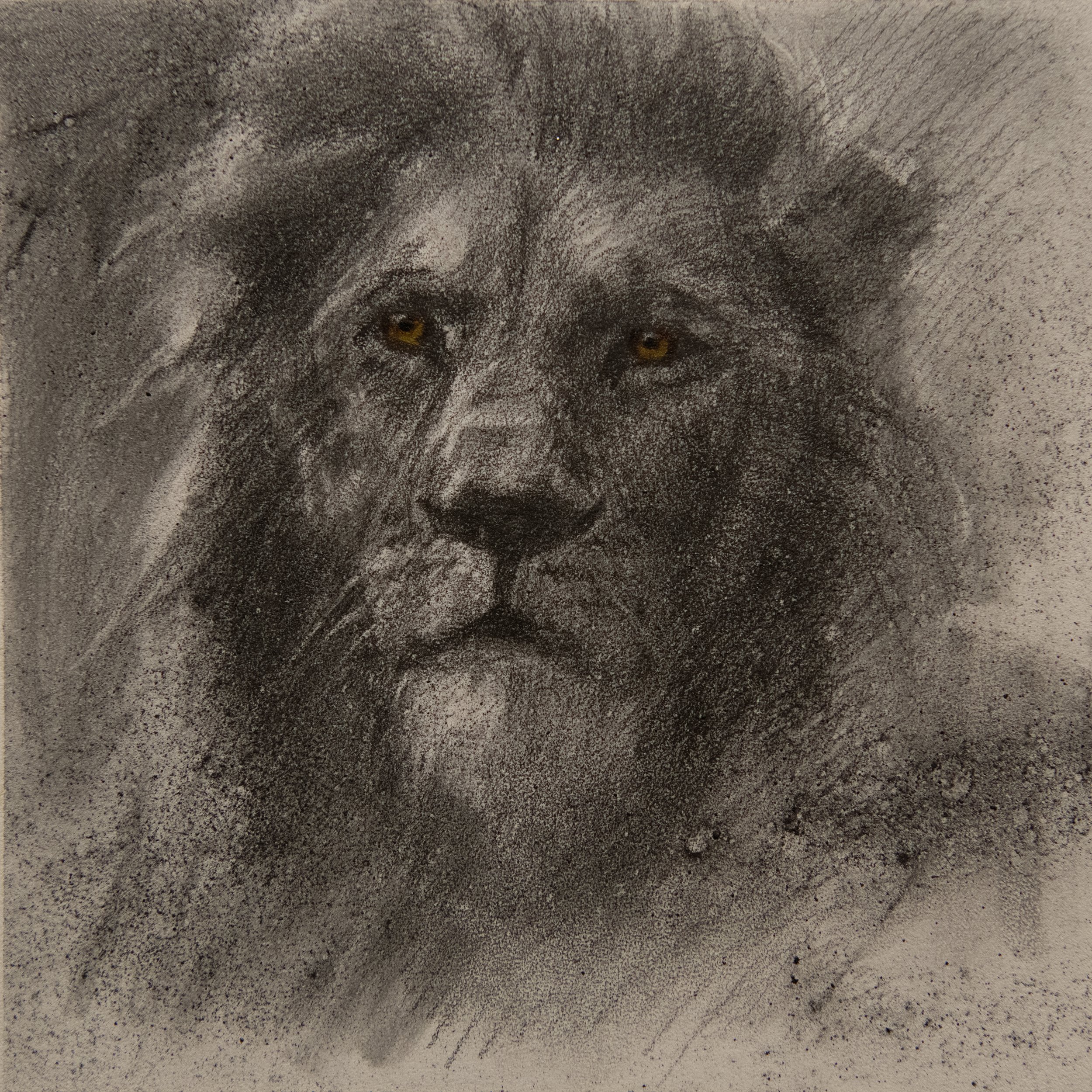 A pencil sketch of a lion's face with detailed features and shading.