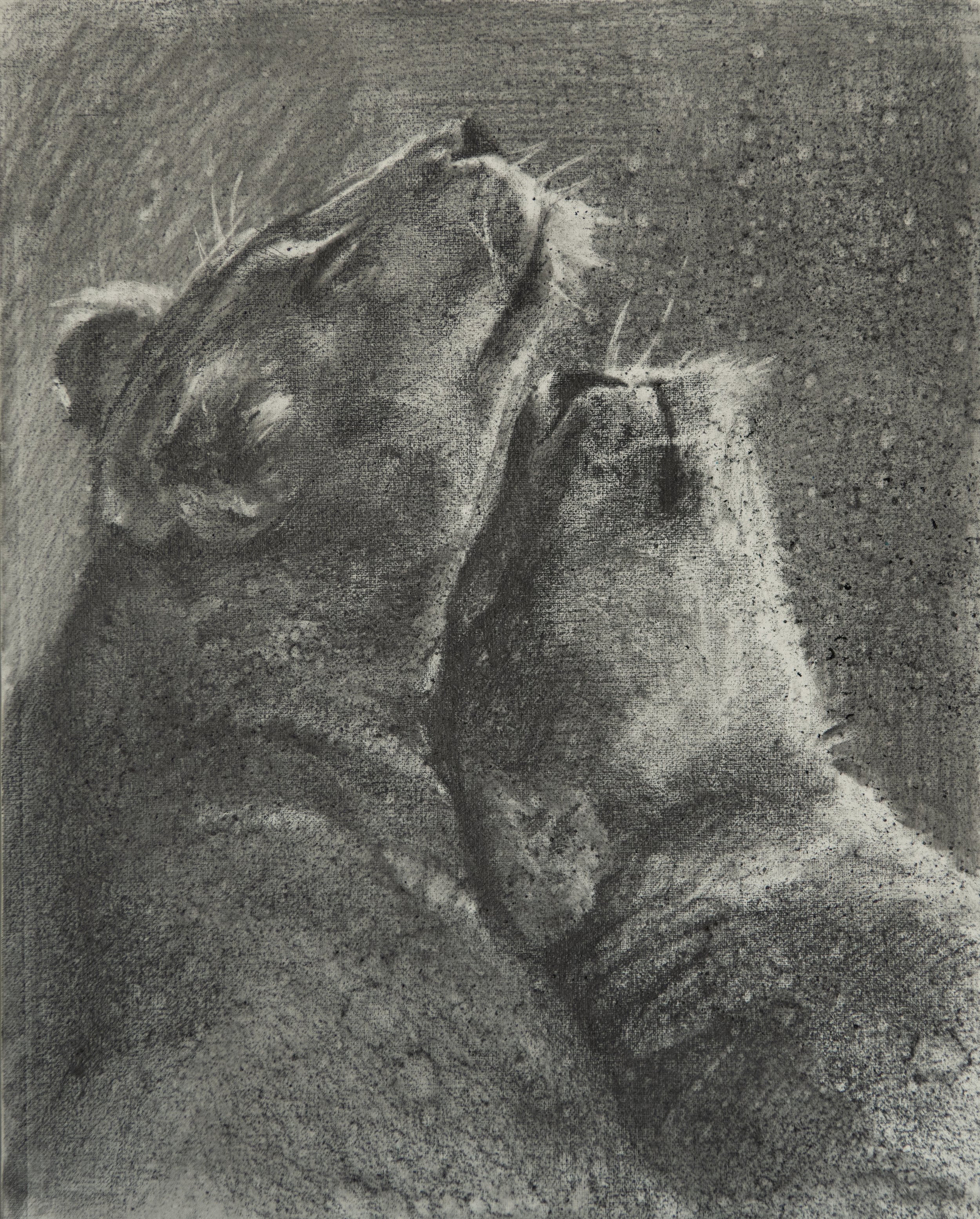Black and white drawing of a lion relaxing with its eyes closed, head tilted back, and its paw touching its face.