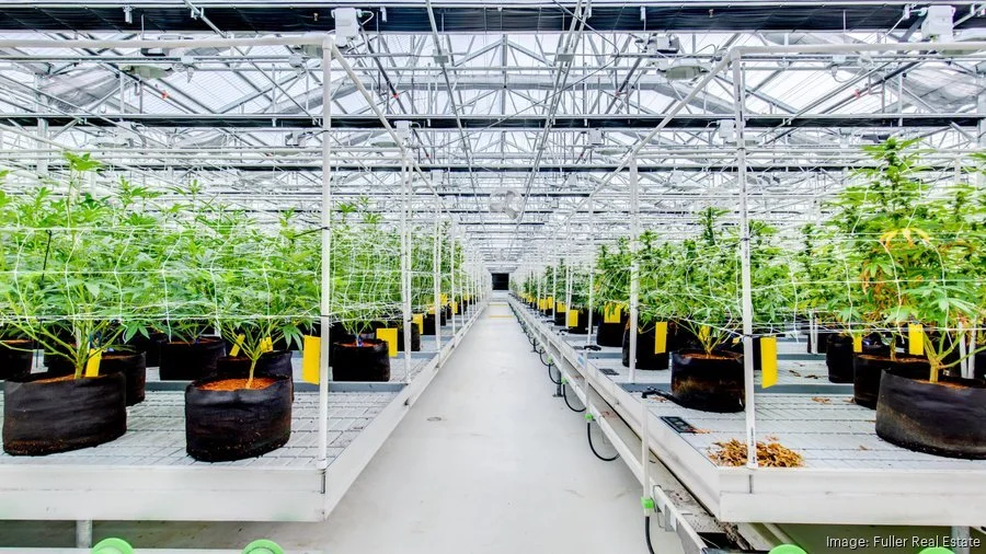 Cannabis Operator Representation