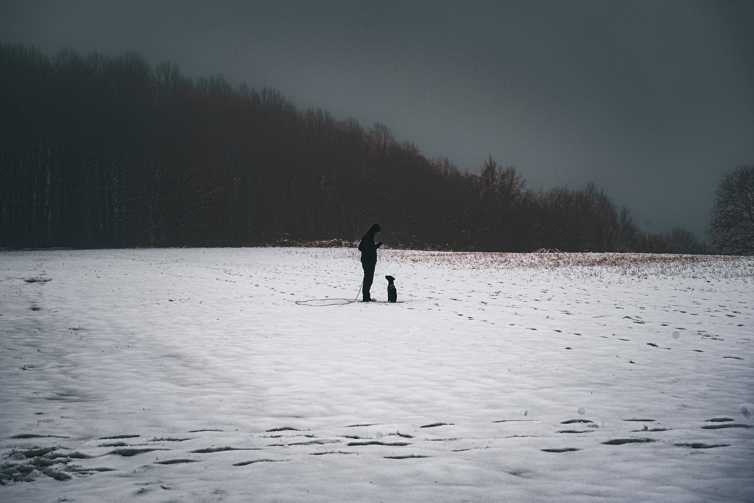 Person with a dog standing on snow-covered field, looking at their phone, surrounded by trees and a cloudy sky.