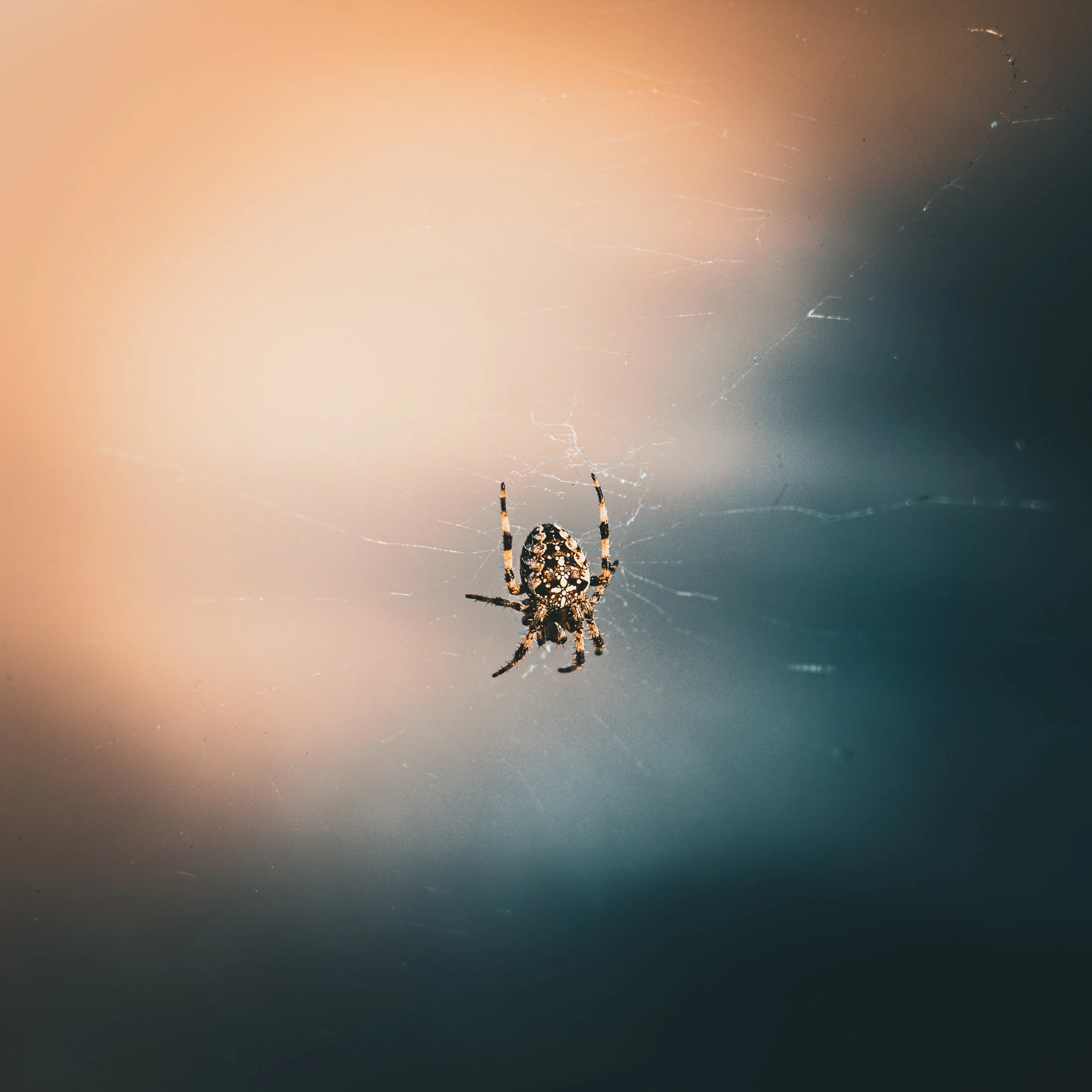 Close-up of a black and white spider on its web against a blurred background.