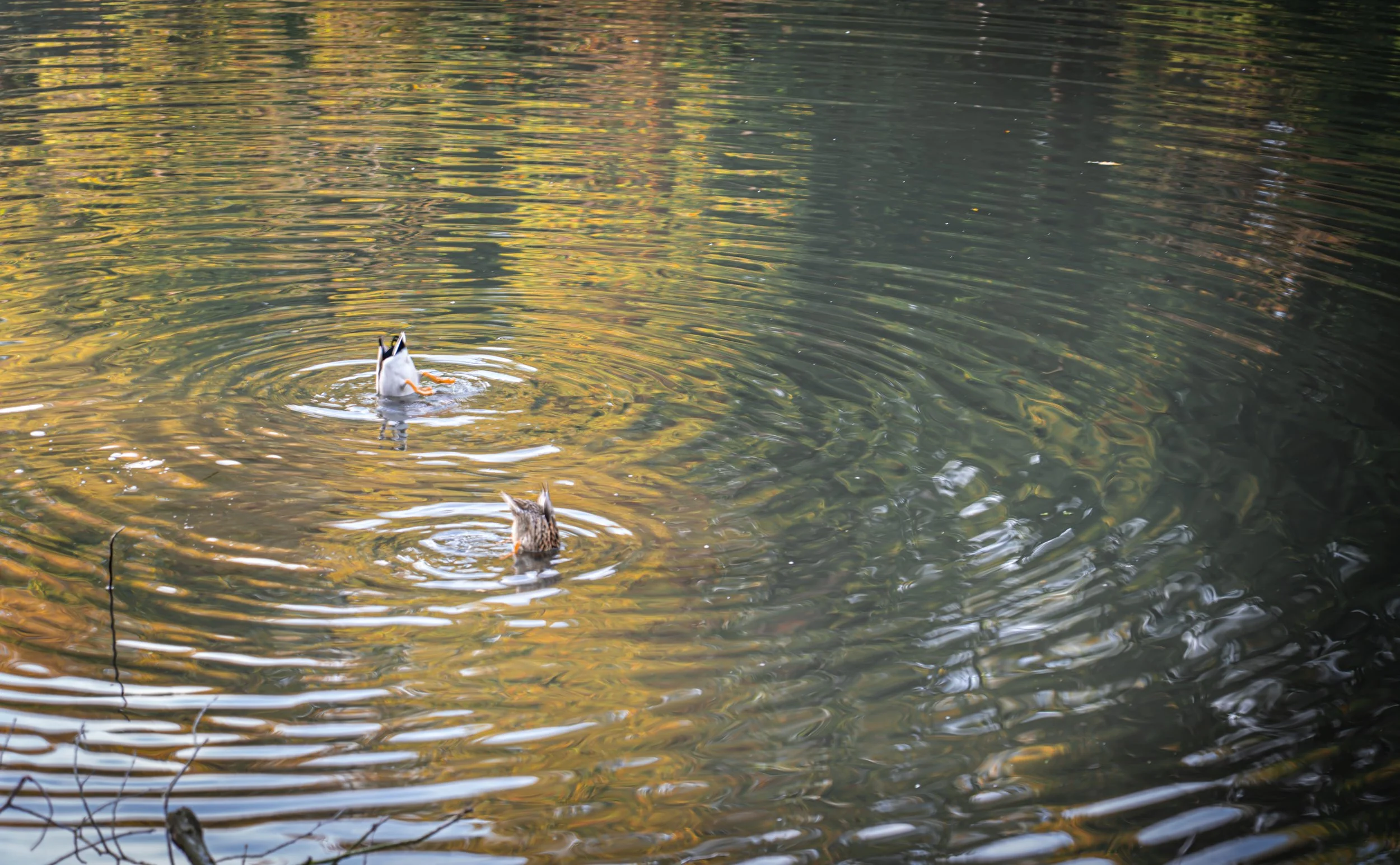 Two ducks swimming in a body of water with reflections of trees and foliage, one with a mostly white body and the other with a brown and beige striped pattern.