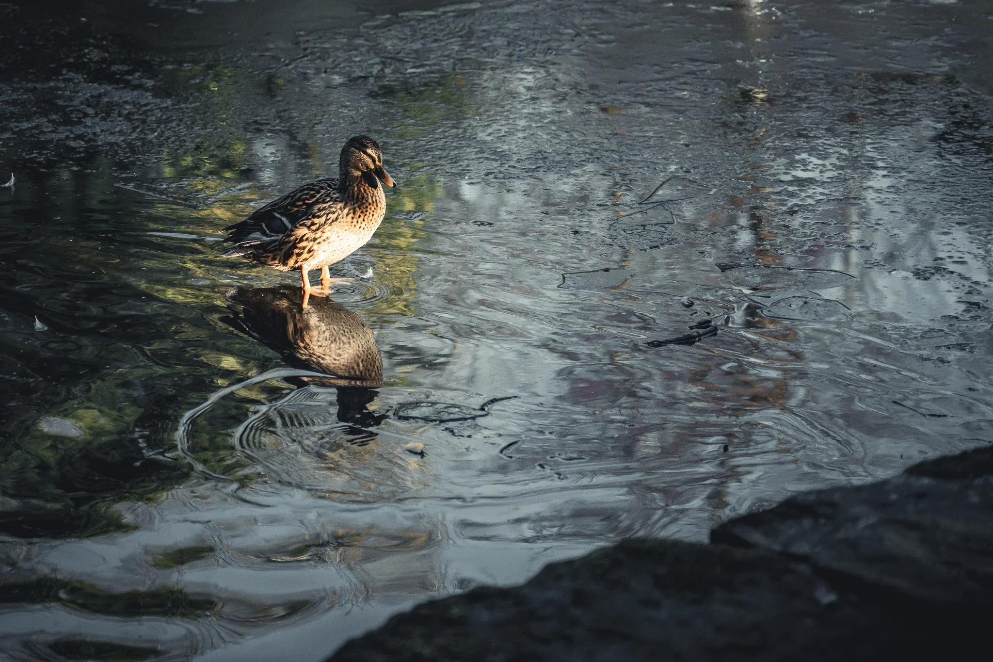 A duck standing at the edge of a dark, reflective body of water, with its reflection visible on the surface, surrounded by rocks and ripples.