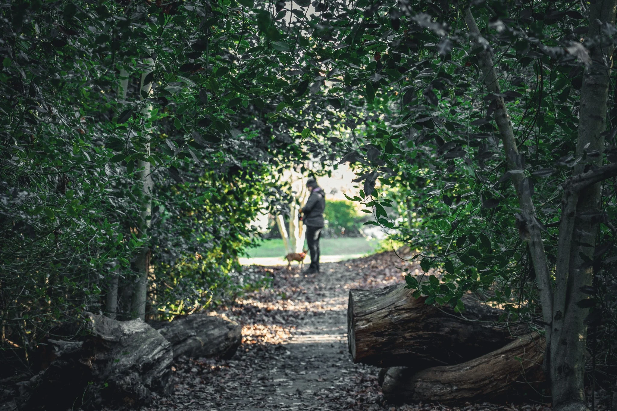 Person walking a dog along a wooded trail, viewed through a natural tunnel of dense green foliage.