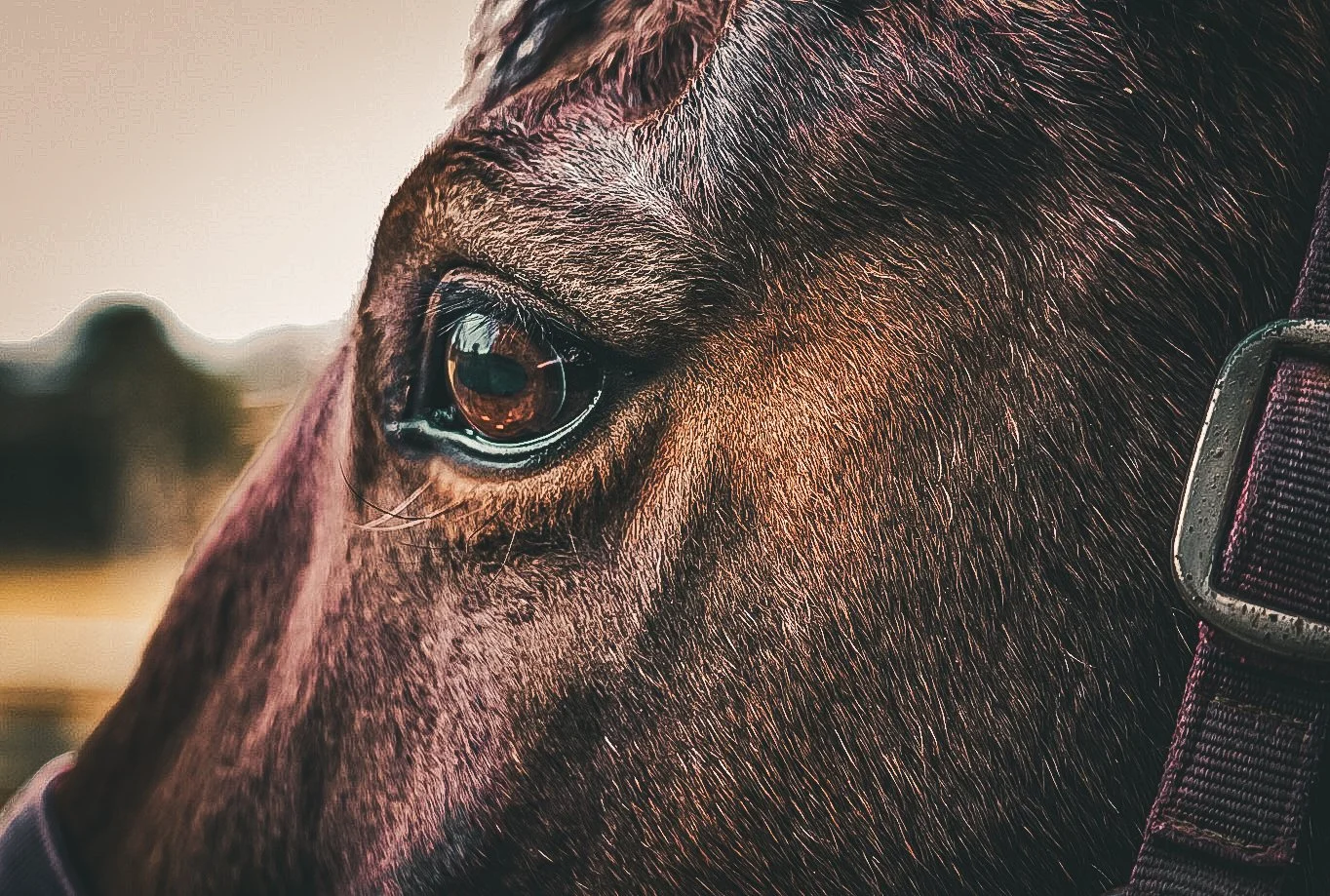 Close-up of a horse's eye and facial fur, with a harness strap visible on the right side.