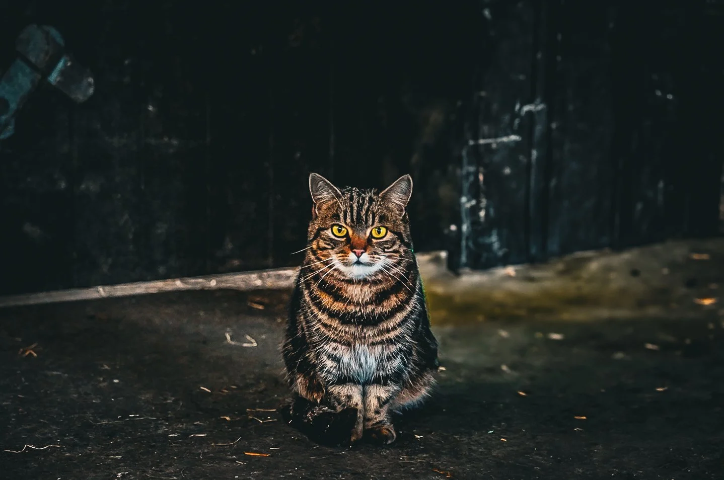 A tabby cat with yellow eyes sitting on a dark, slightly dirty floor, in front of a black background.