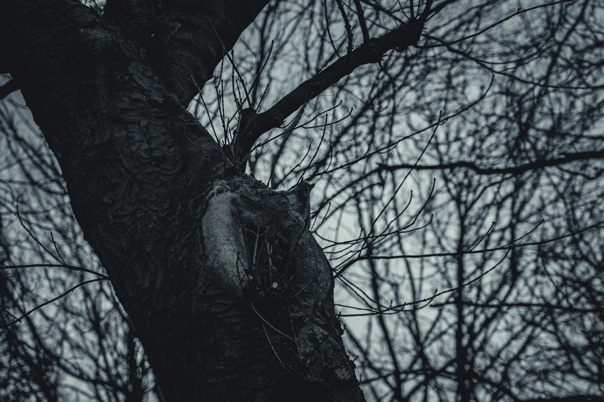 Close-up of a tree trunk with dark, textured bark and leafless branches against a cloudy sky.