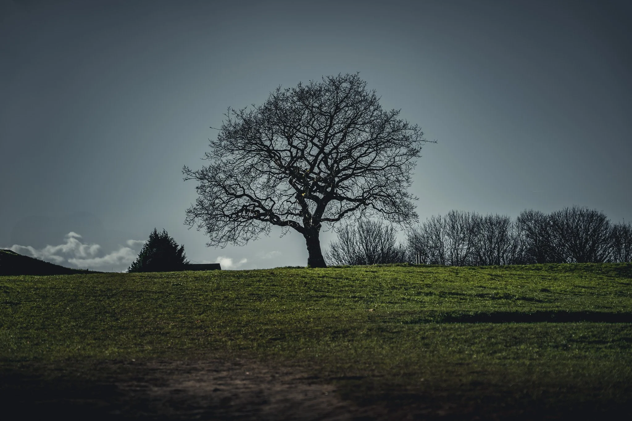 A bare tree on a grassy hill under a dark, cloudy sky with additional trees in the background.