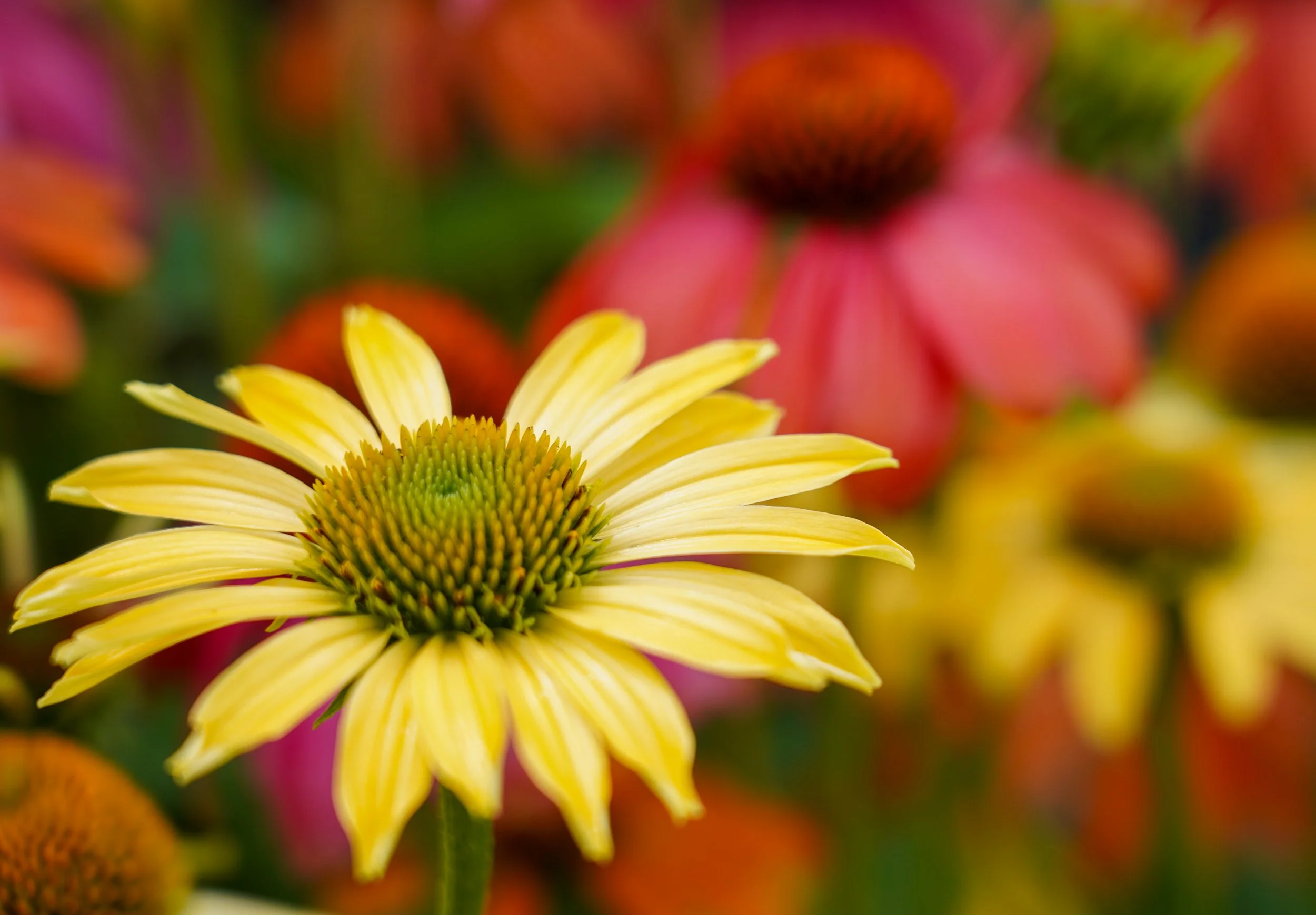 Close-up of a yellow flower with green and brown center, surrounded by colorful blurred flowers in the background.
