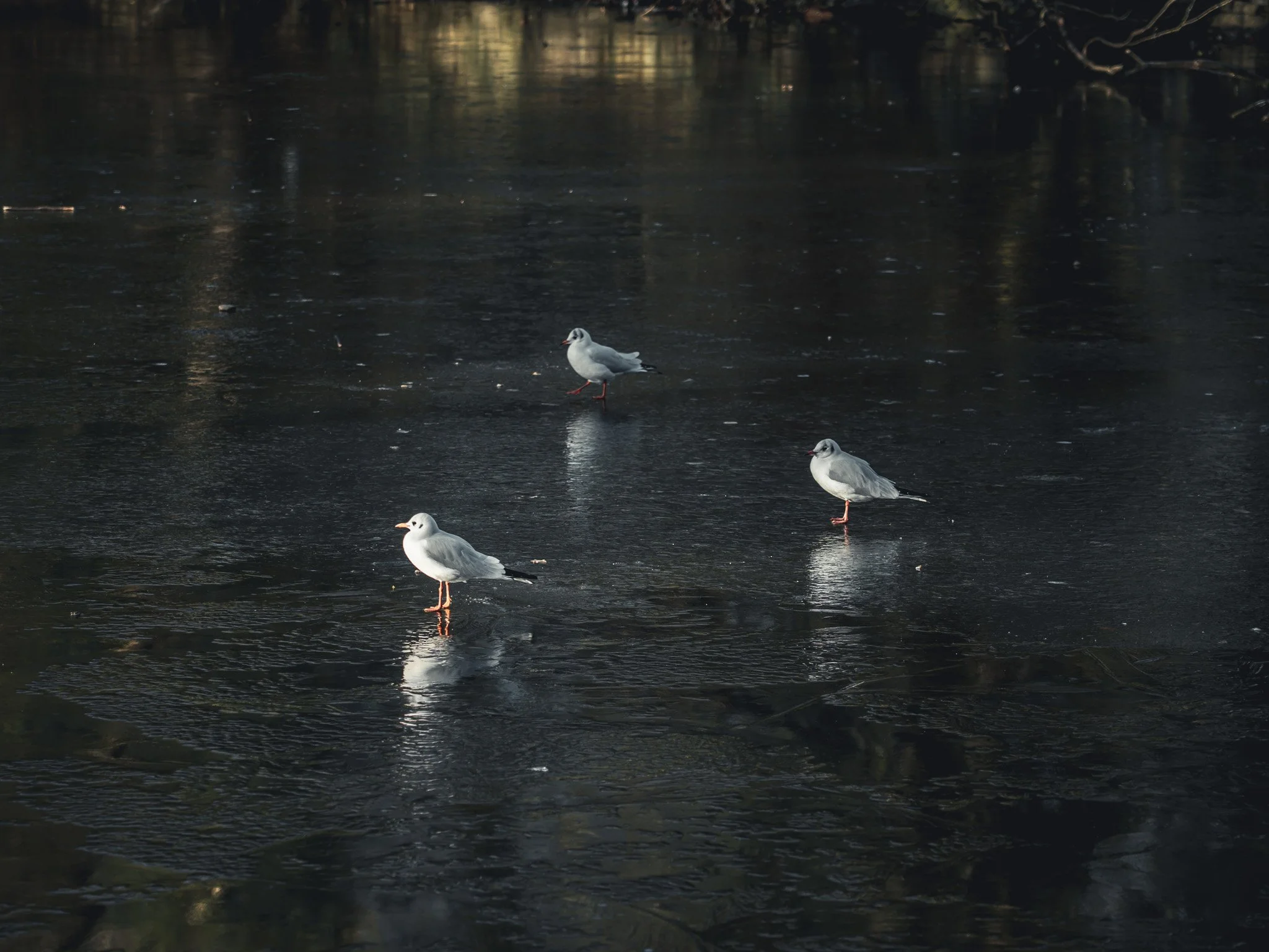 Three seagulls standing on a dark, reflective surface of frozen water in a natural outdoor setting.