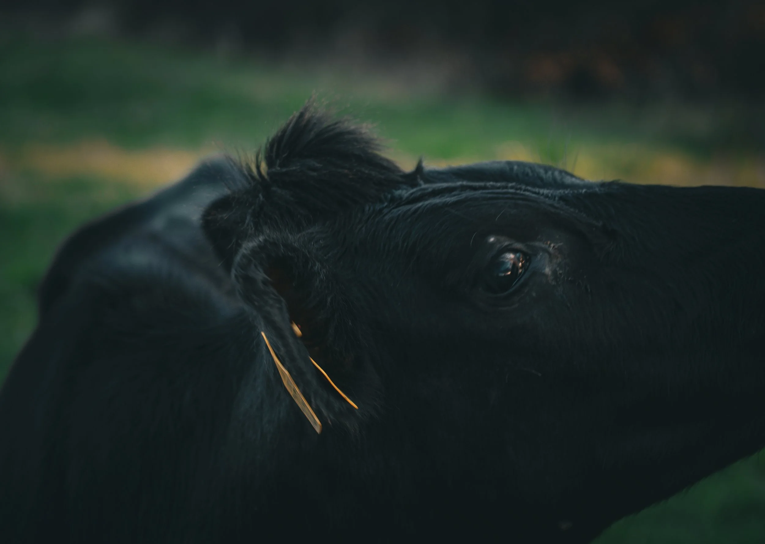 Close-up of a black horse's head, showing its eye, mane, and ear, with a blurred green background.