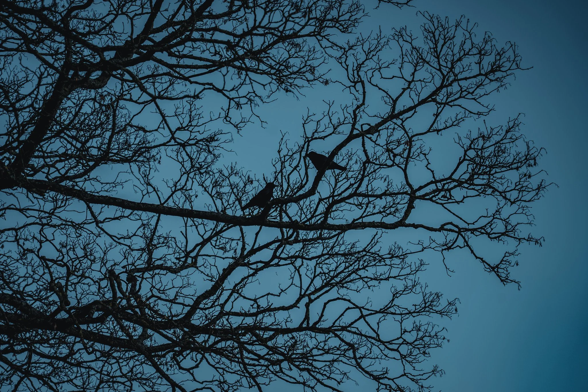 Silhouette of leafless tree branches with two birds perched on a branch against a blue sky.