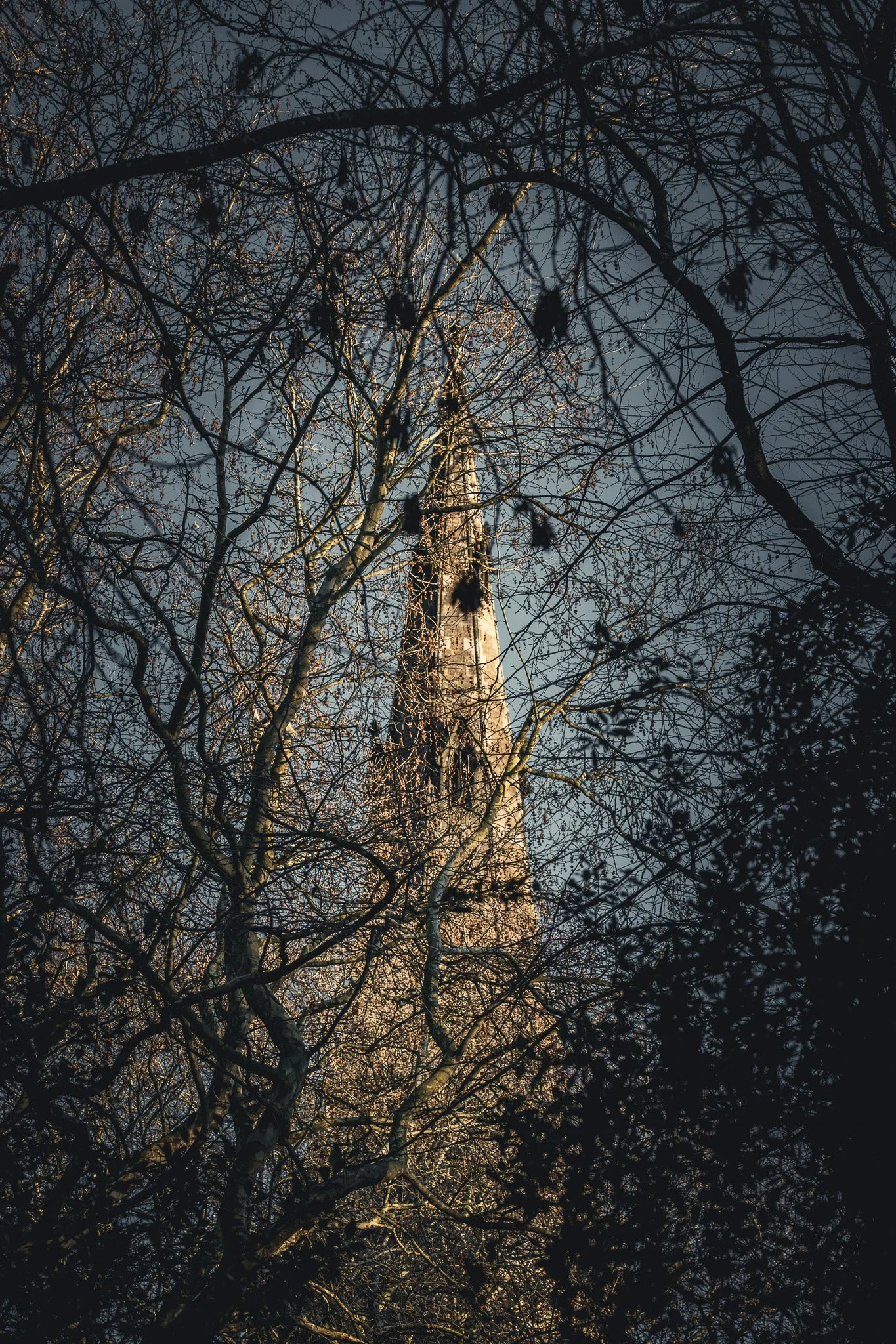 A tall church spire seen through the leafless branches of trees against a clear blue sky.