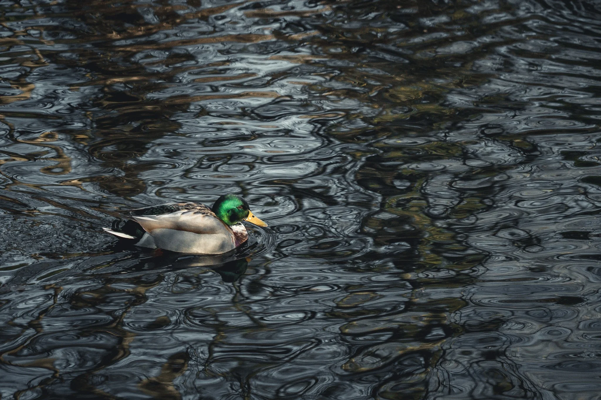 A mallard duck swimming in dark, rippling water.