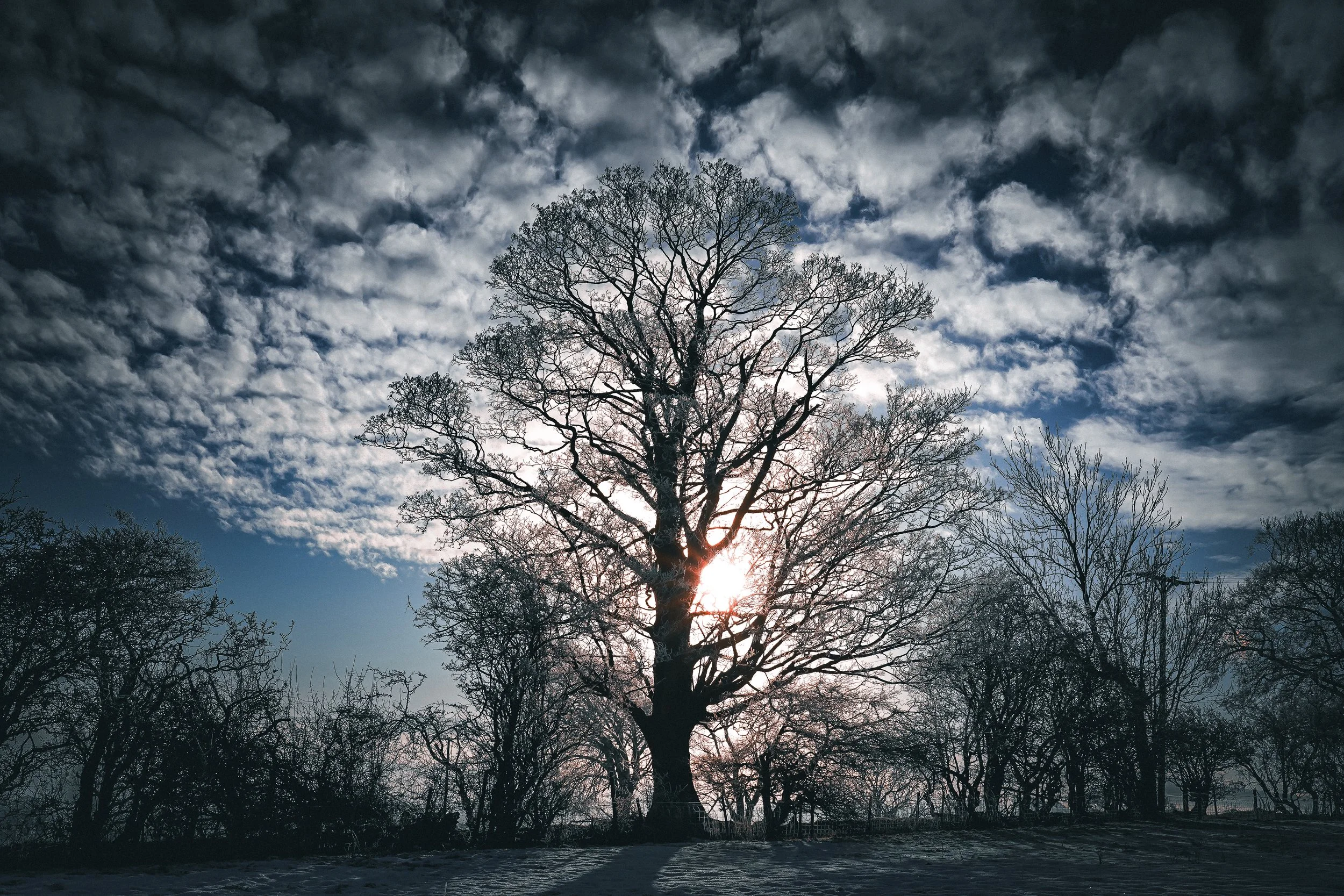 A large leafless tree standsagainst a partly cloudy sky during sunset or sunrise, with the sun visible through its branches.