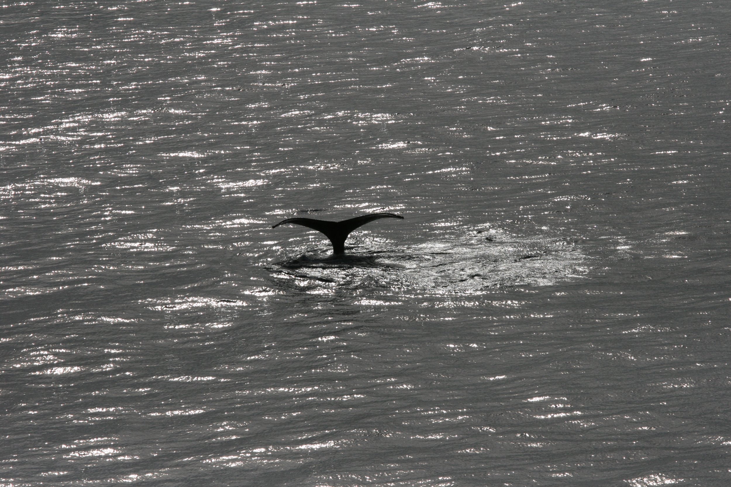 Whale Watching Alert