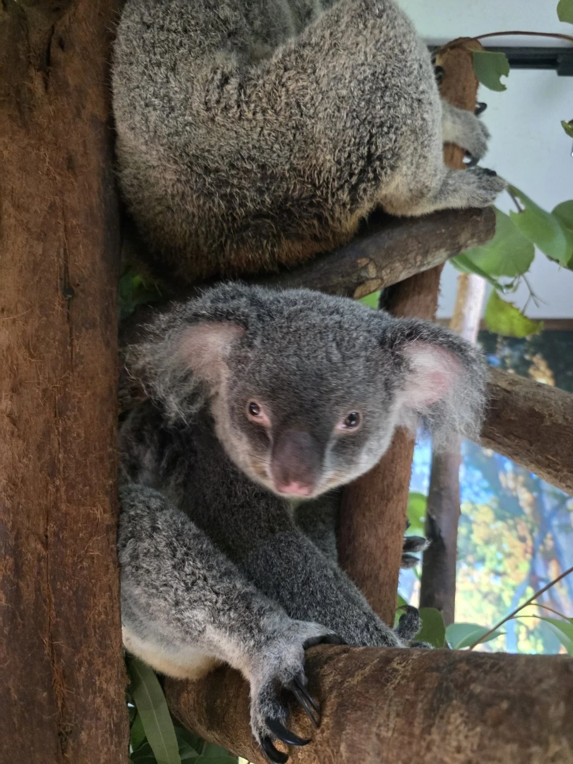 From Cairns Back to Sydney